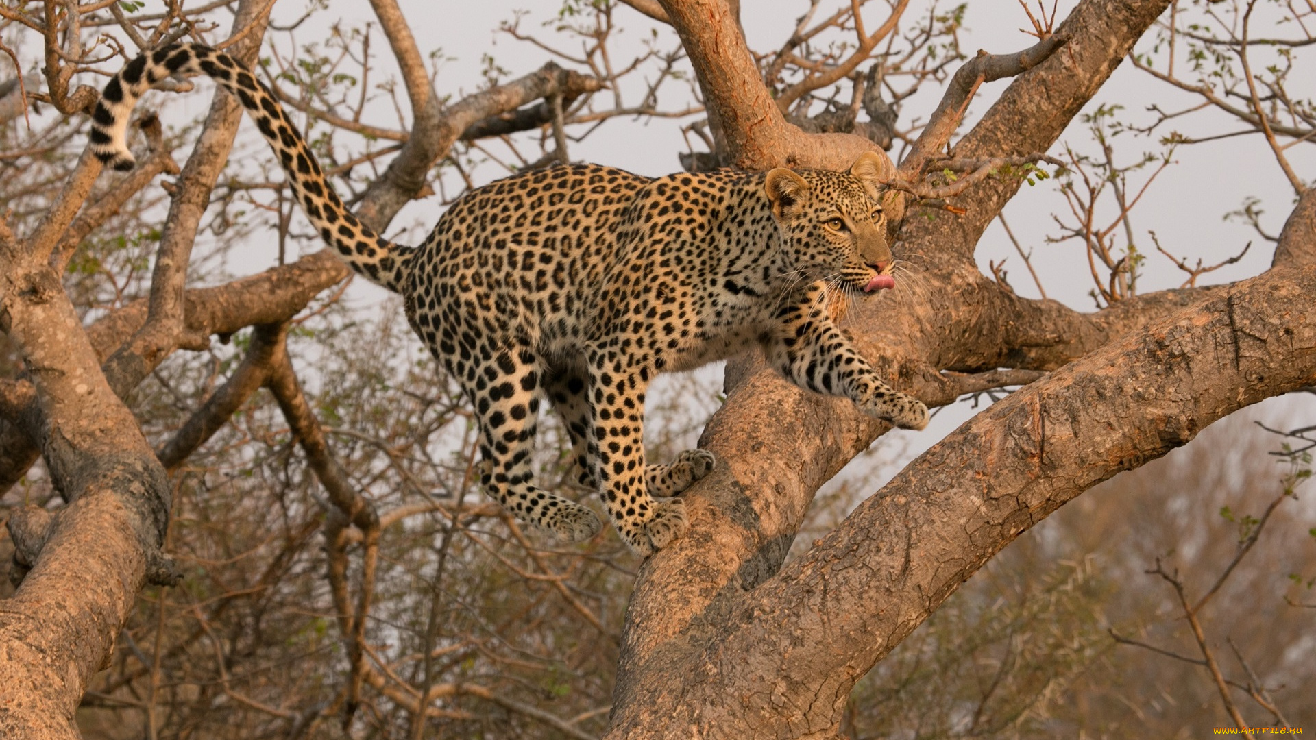 животные, леопарды, прыжок, кошка