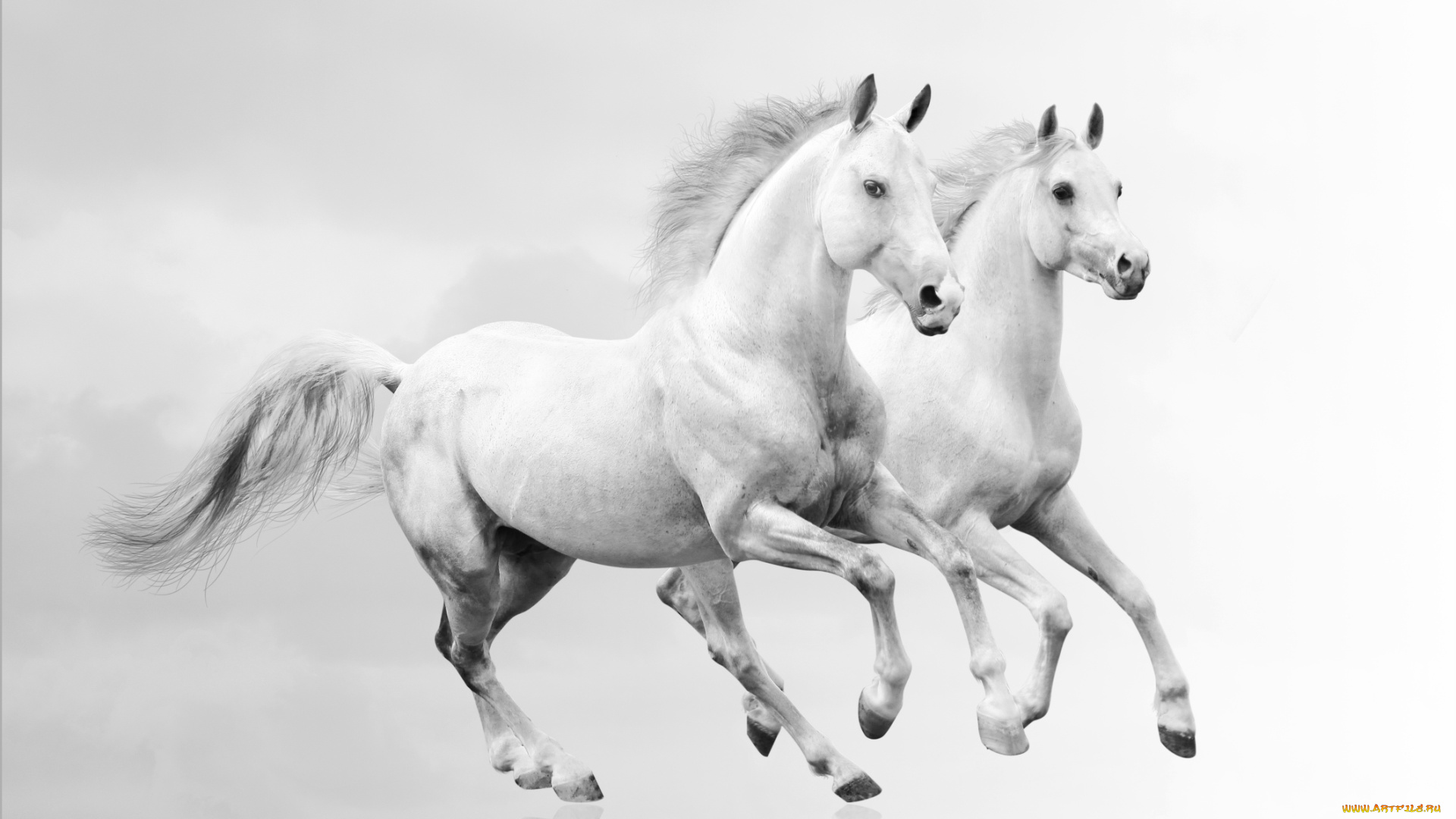 животные, лошади, кони, белые, пара, белый, фон