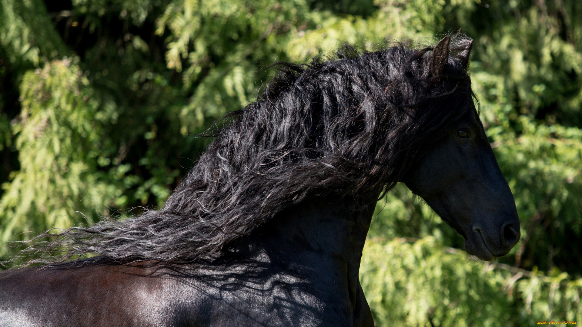 животные, лошади, красавец, профиль, грива, вороной, конь