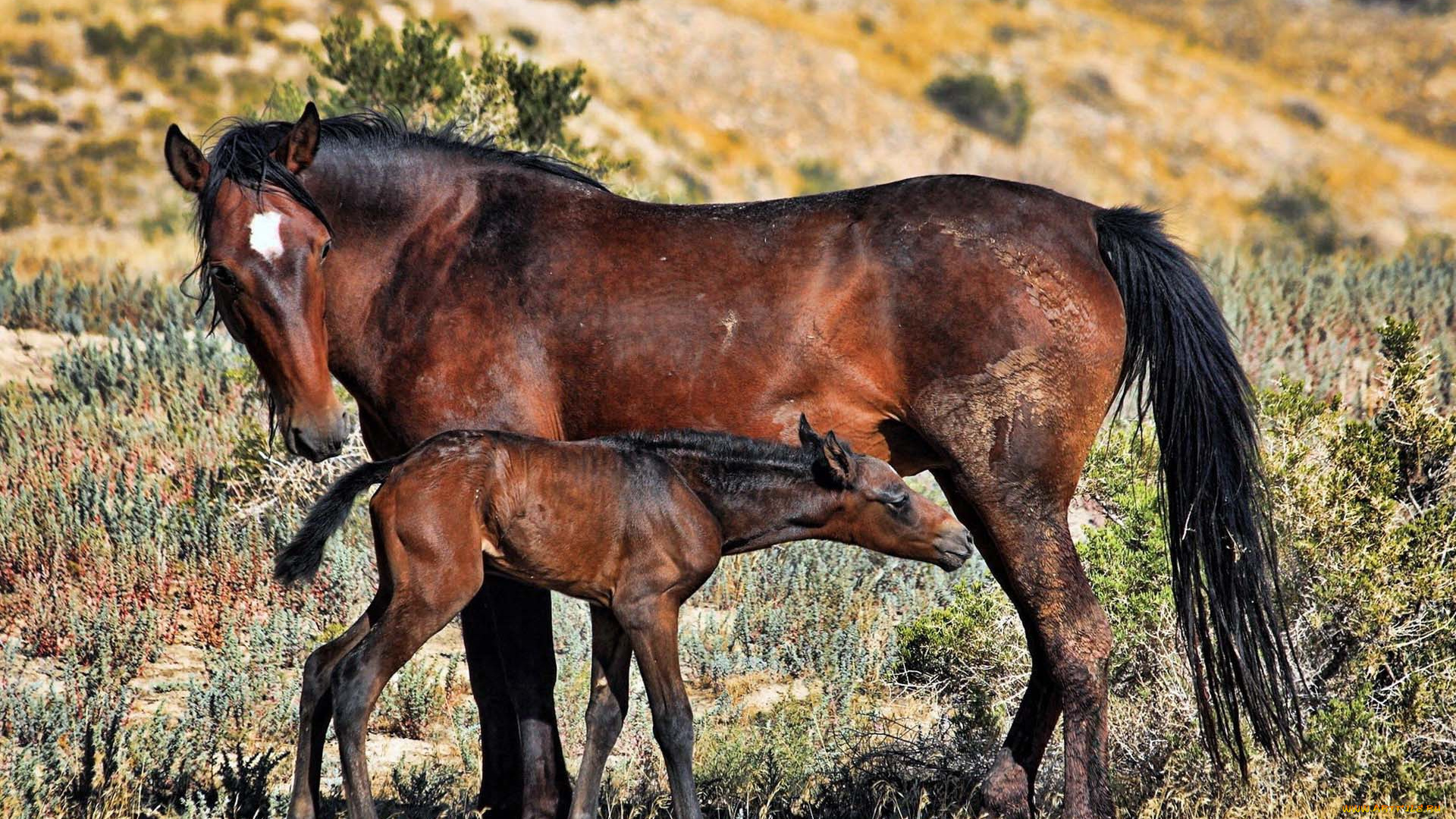 животные, лошади, луг, трава, грязь, жеребенок, кобыла, лошадь