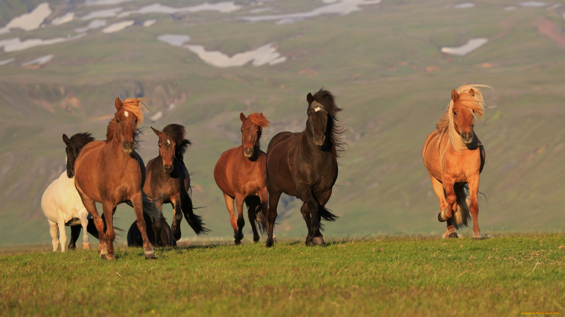животные, лошади, табун, природа