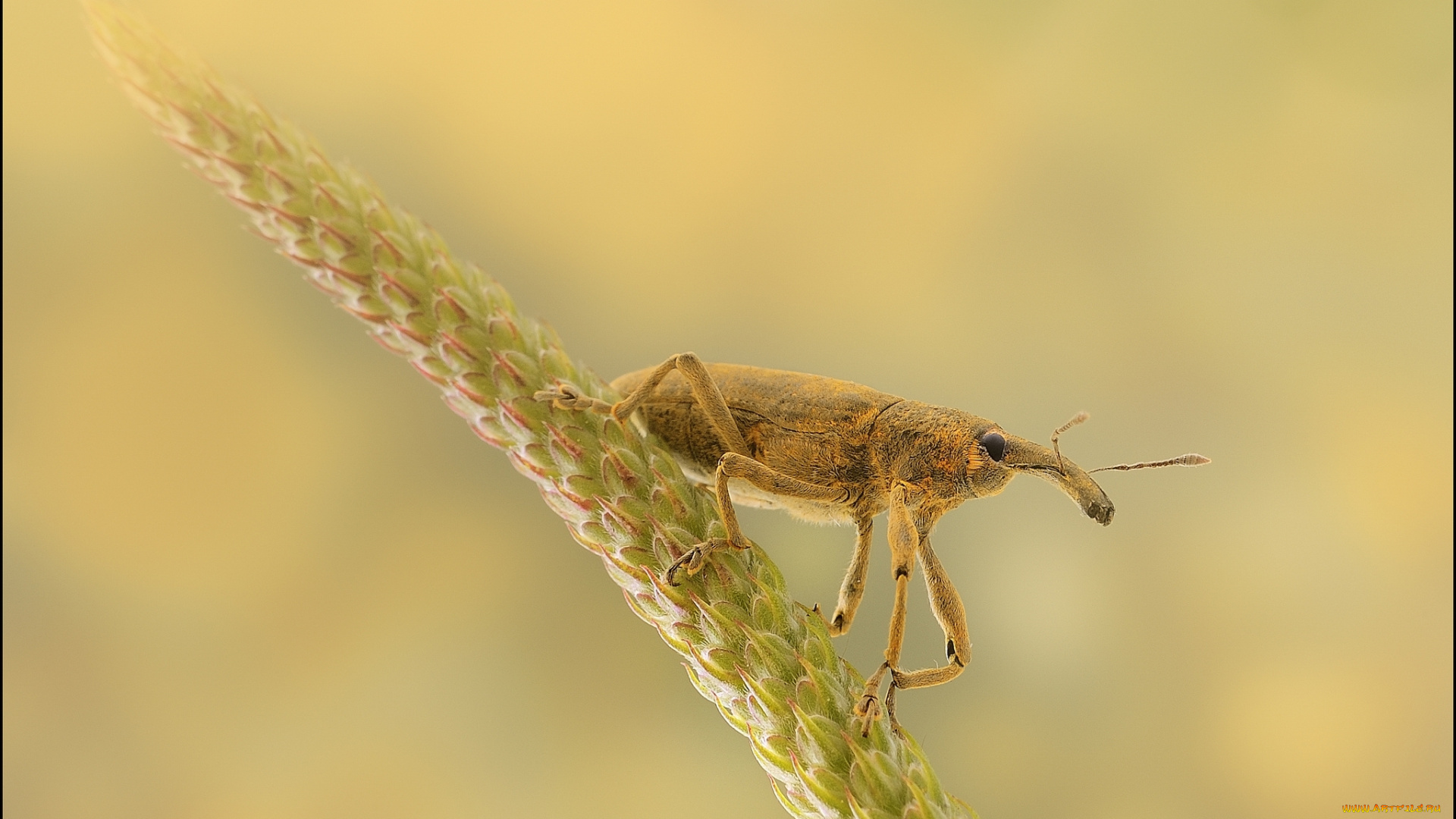 животные, насекомые, растение, фон, долгоносик, колосок