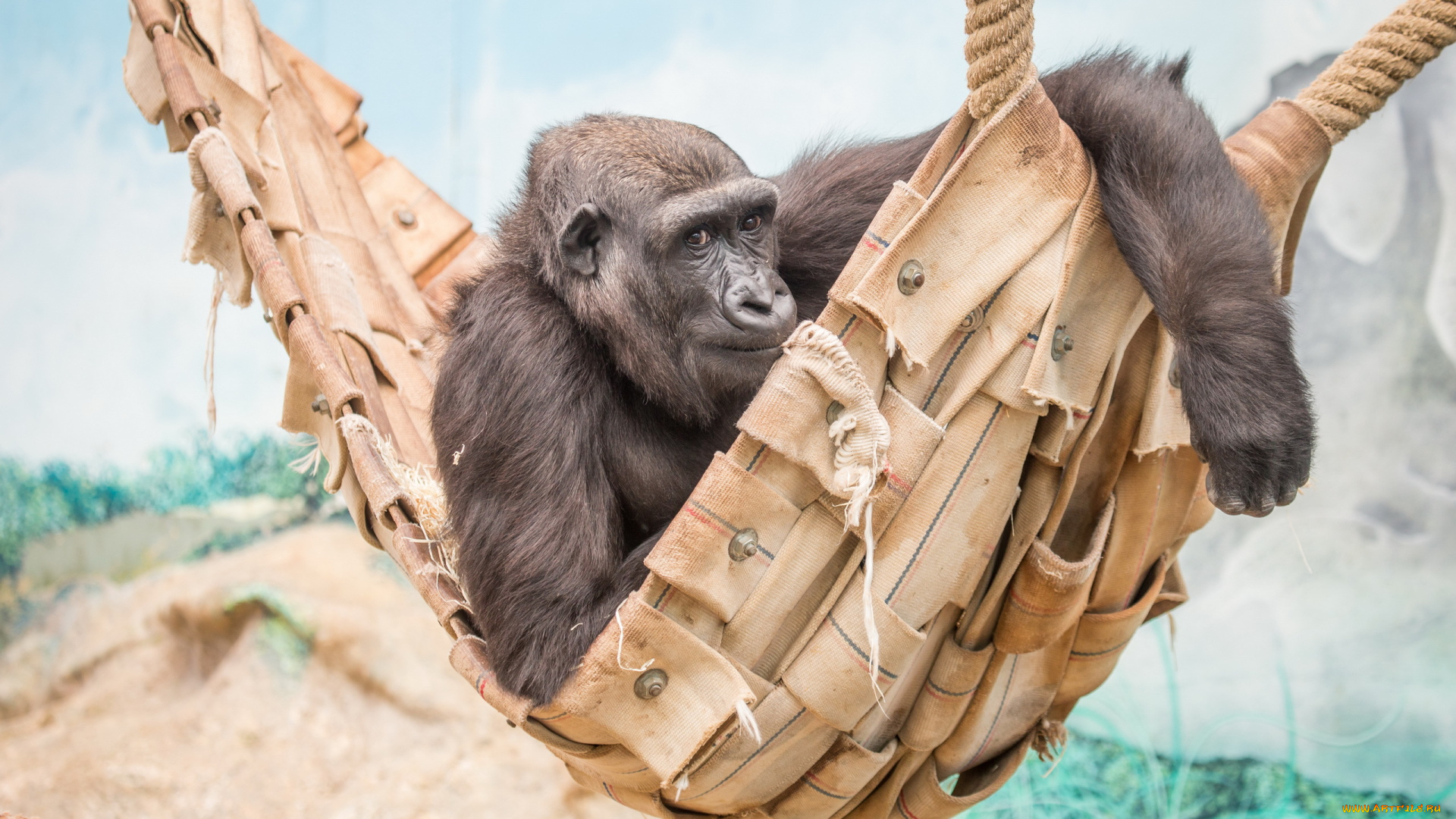 животные, обезьяны, зоопарк, взгляд, обезьяна