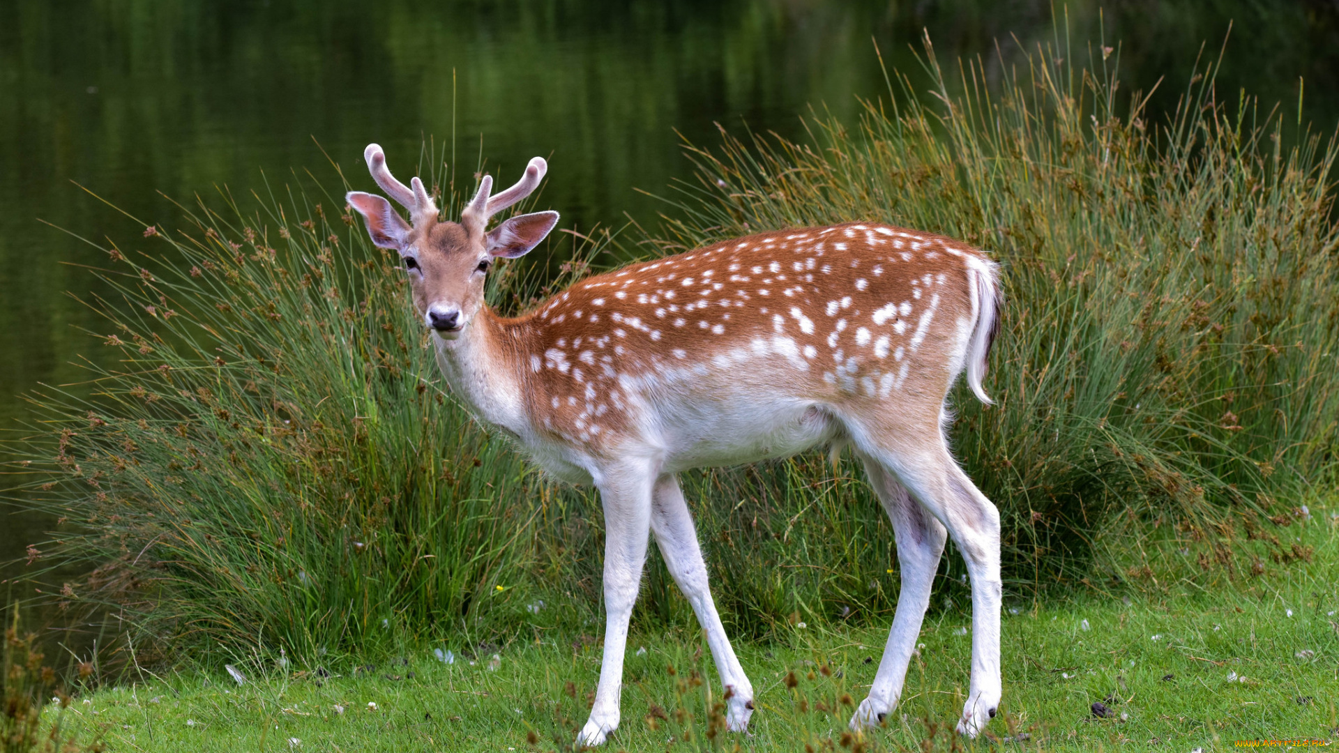 животные, олени, олень, пятнистый
