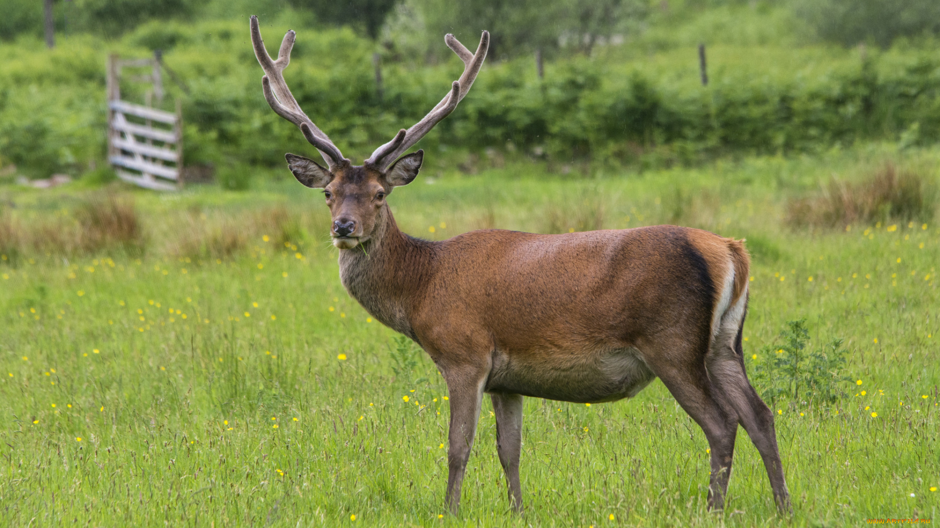 животные, олени, олень, рога