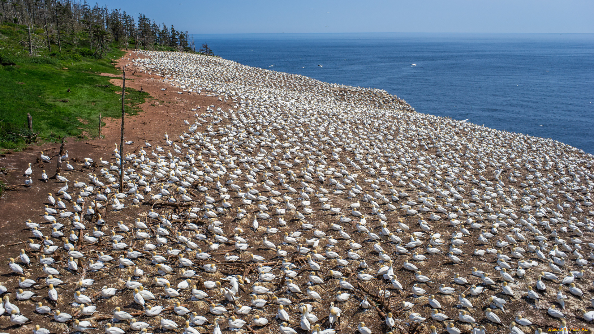 животные, олуши, остров, пляж, птичья, колония