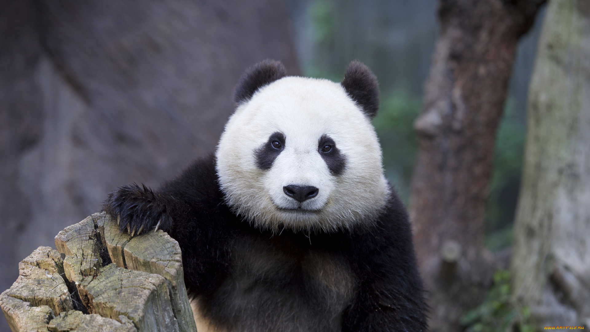 животные, панды, природа, медведь, панда