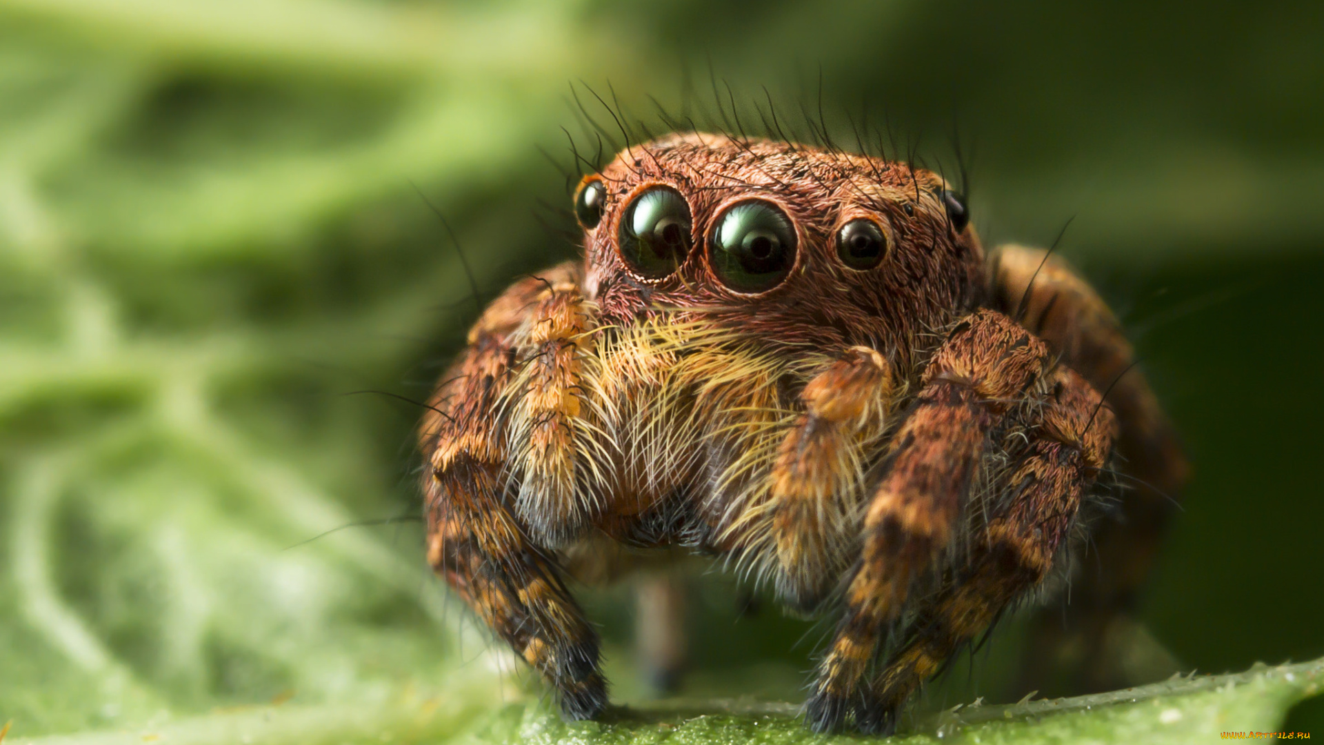 животные, пауки, паучок