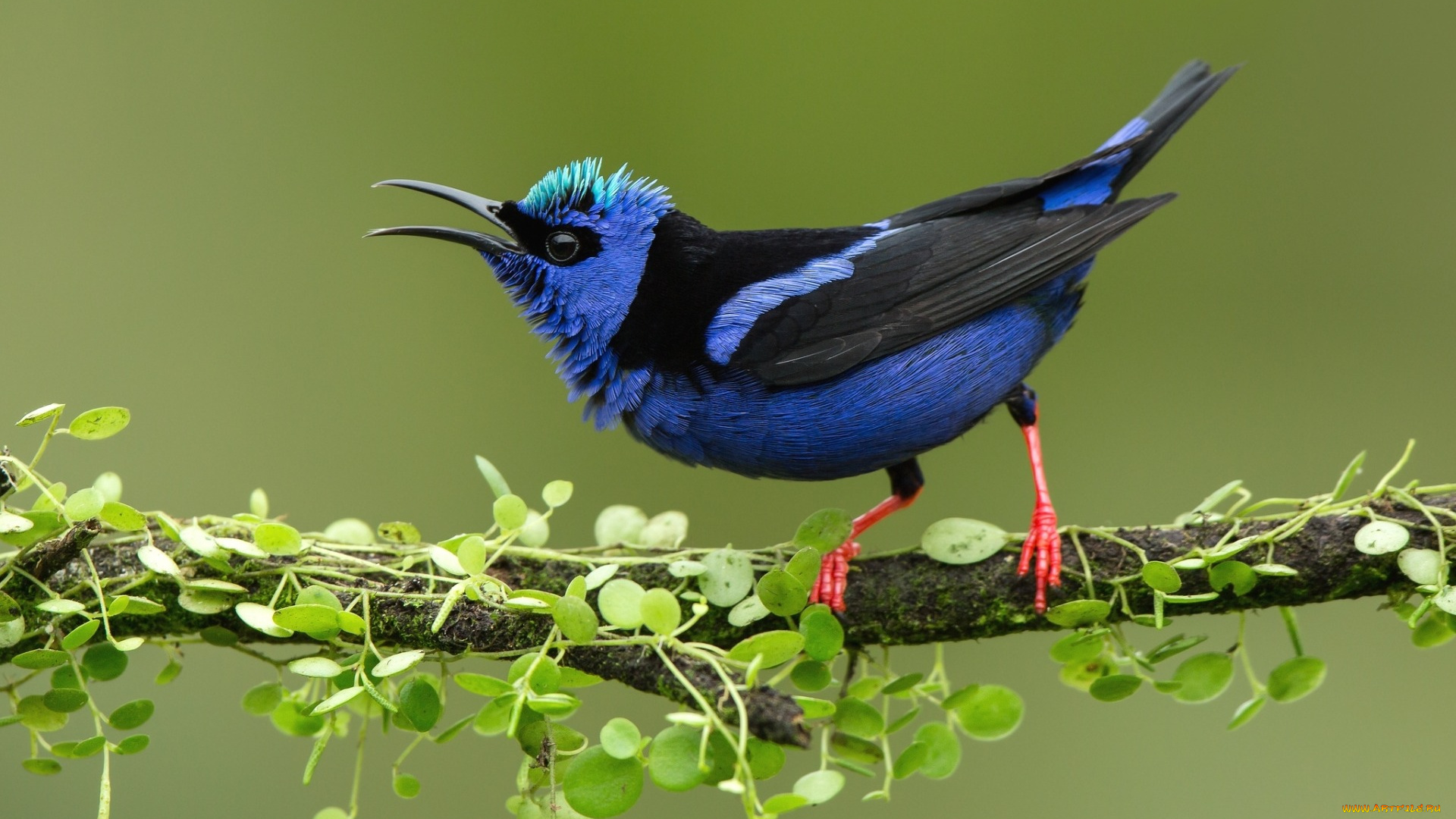 животные, птицы, перья, ветка, нектарница, птица, синяя, клюв