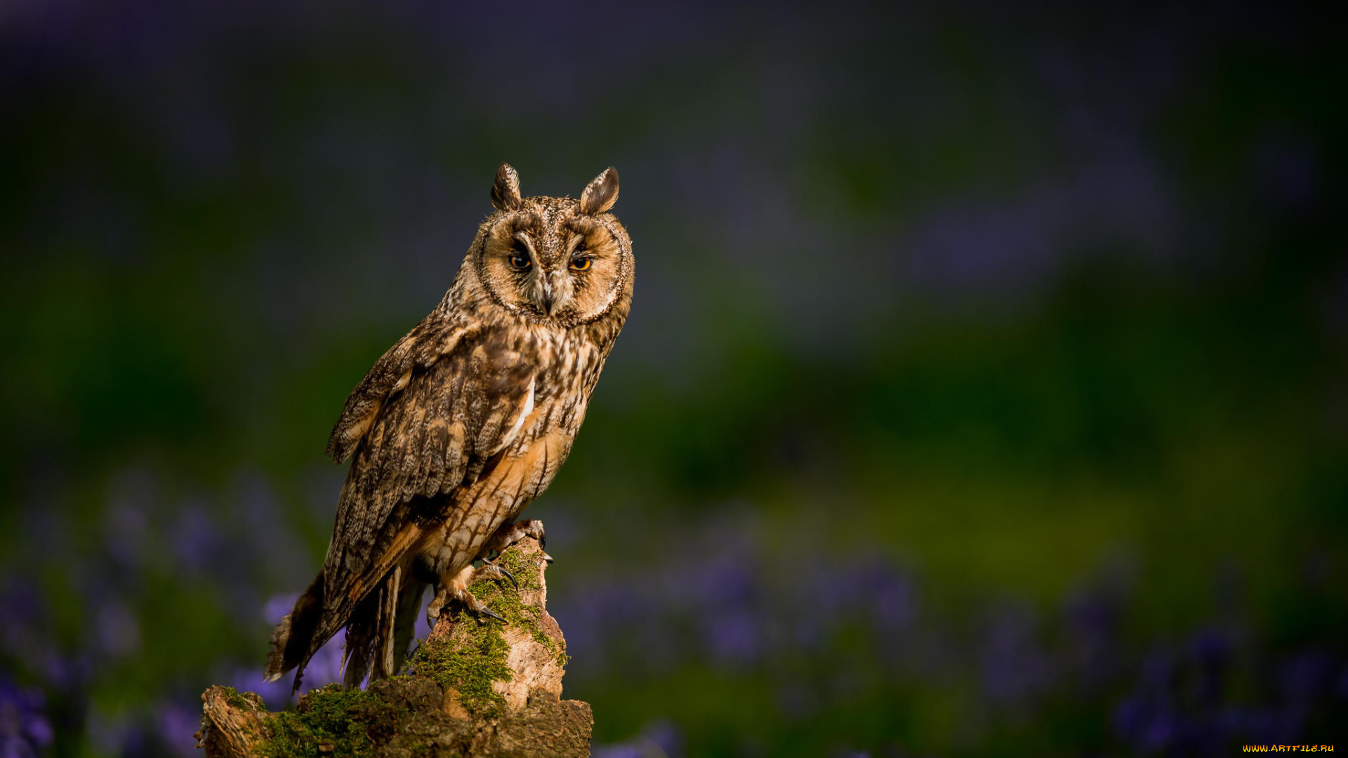 животные, слоны, цветы, природа, пень, птица, ушастая, сова