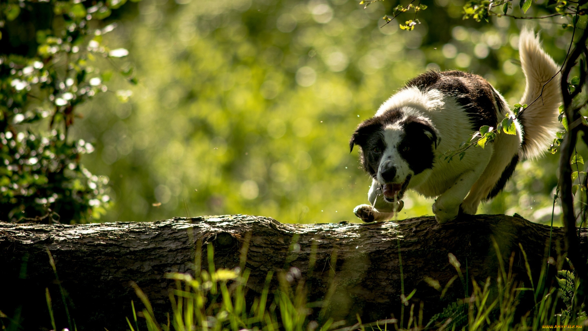 животные, собаки, бревно, собака, бордер-колли