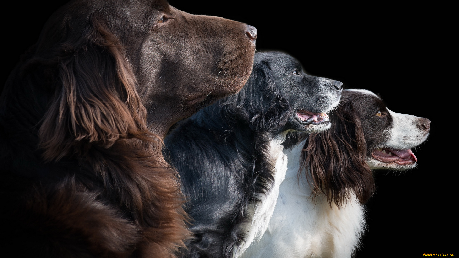 животные, собаки, фон, друзья