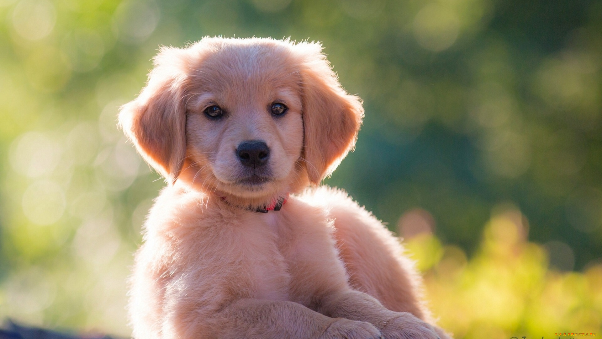 животные, собаки, голден, ретривер, золотистый, щенок, собака, взгляд