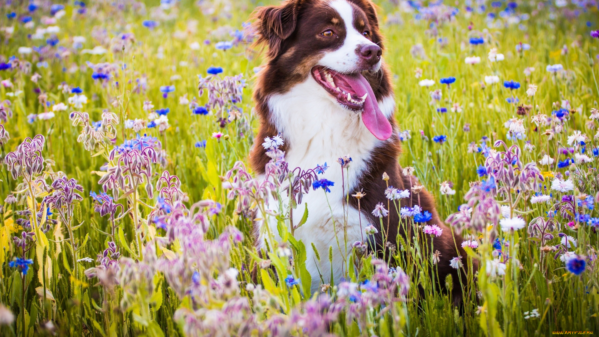 животные, собаки, луг, настроение, радость, язык, собака, австралийская, овчарка, цветы