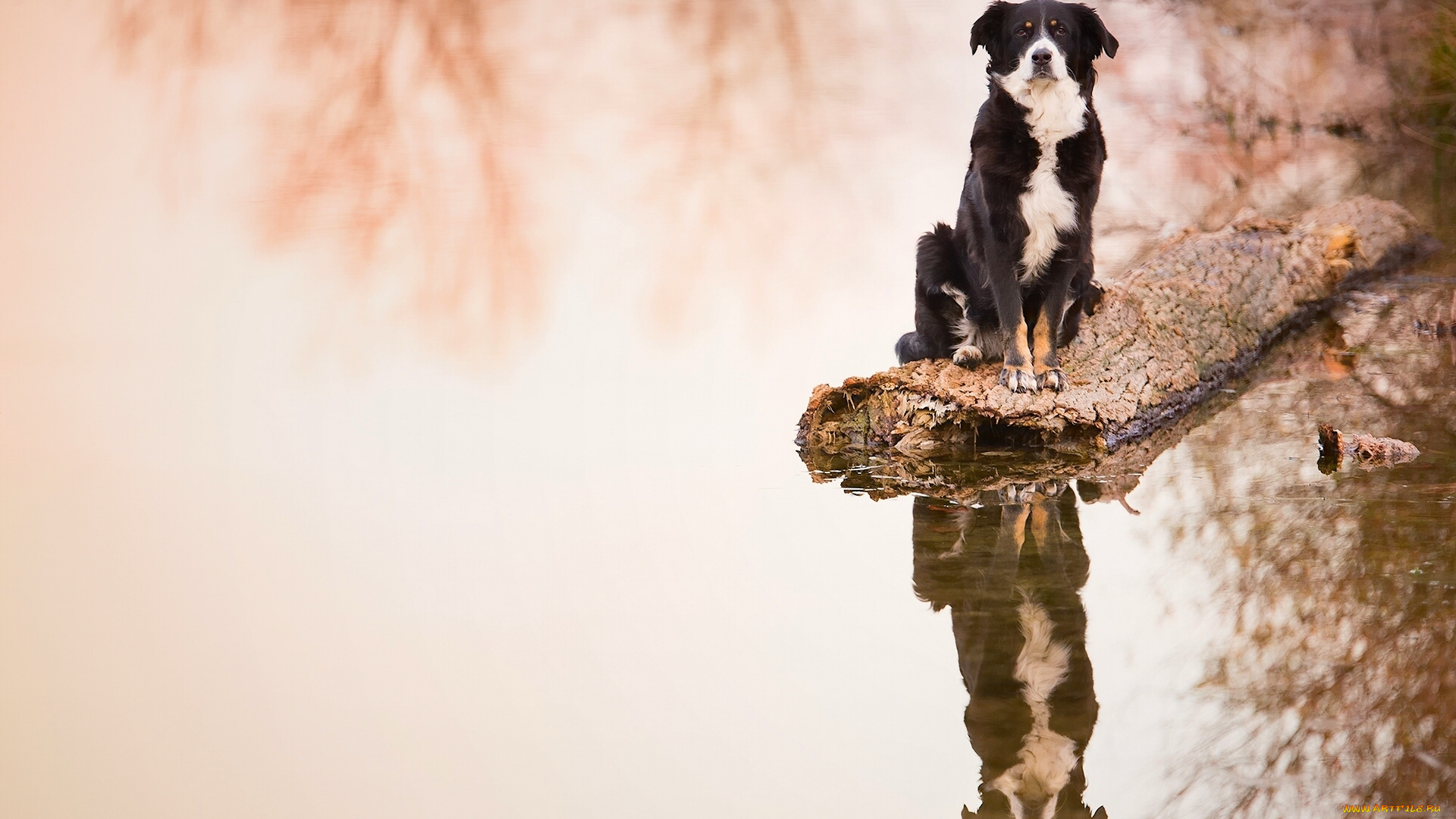 животные, собаки, отражение, вода, бревно, собака, бордер-колли