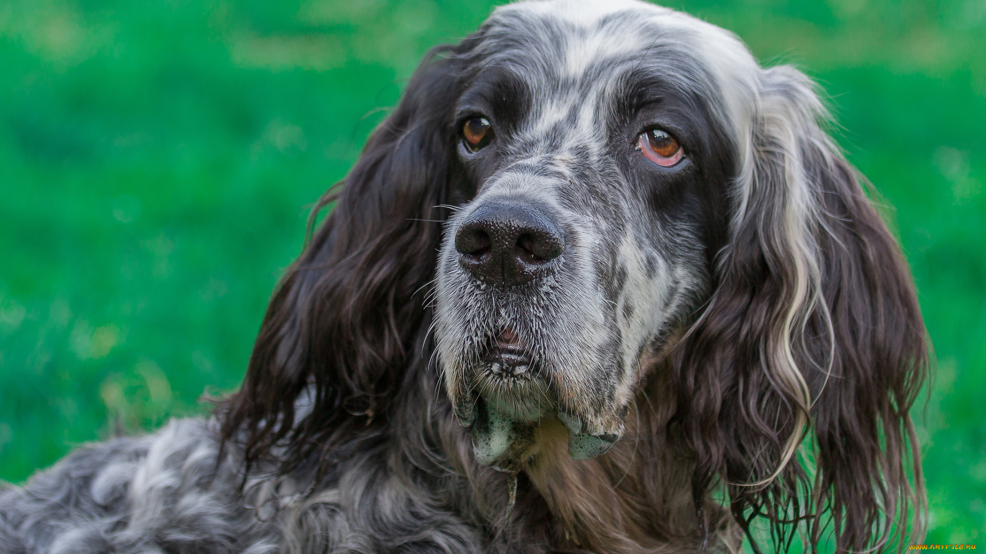 животные, собаки, пес