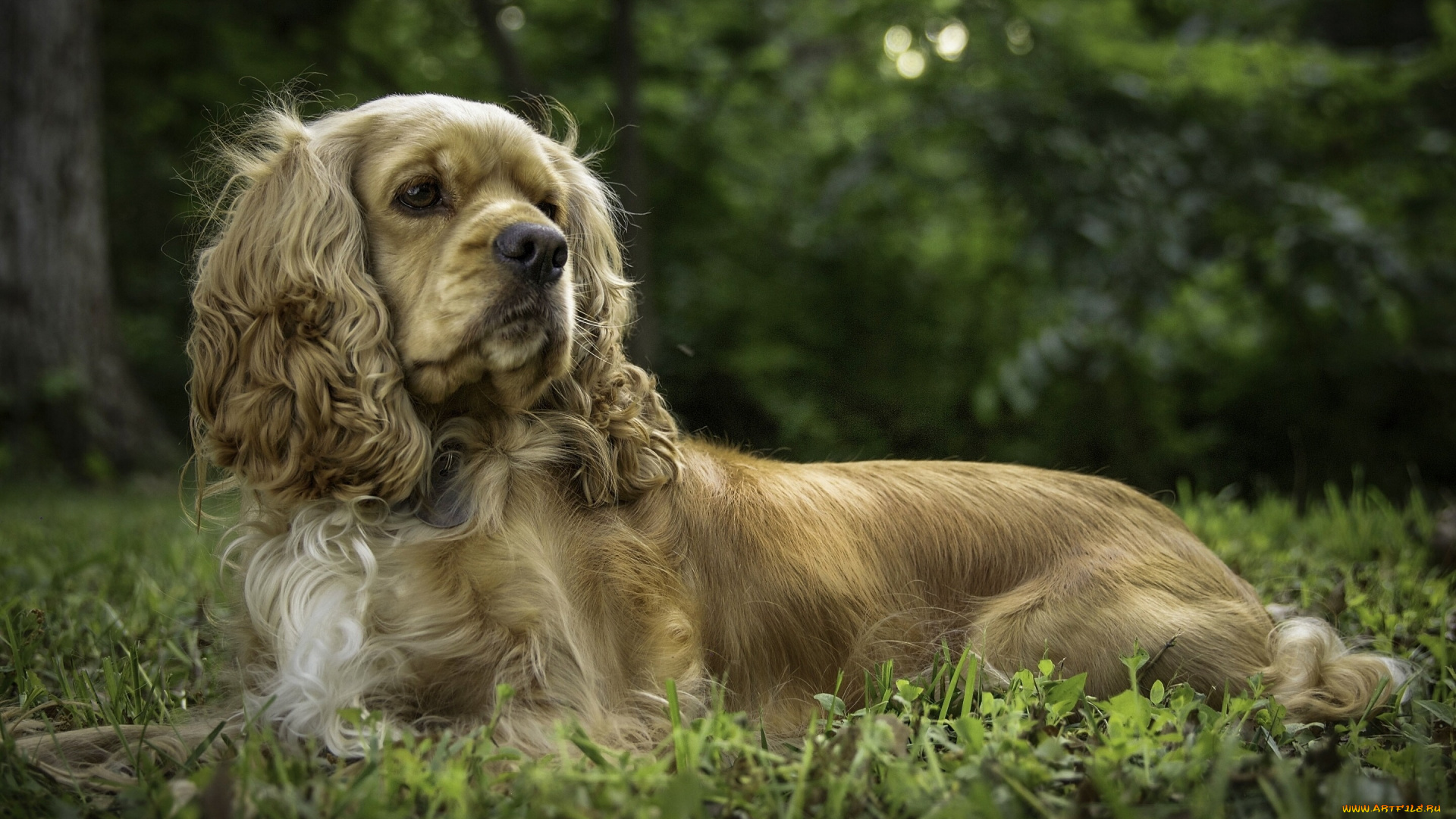 животные, собаки, позирование, собака, кокер-спаниель