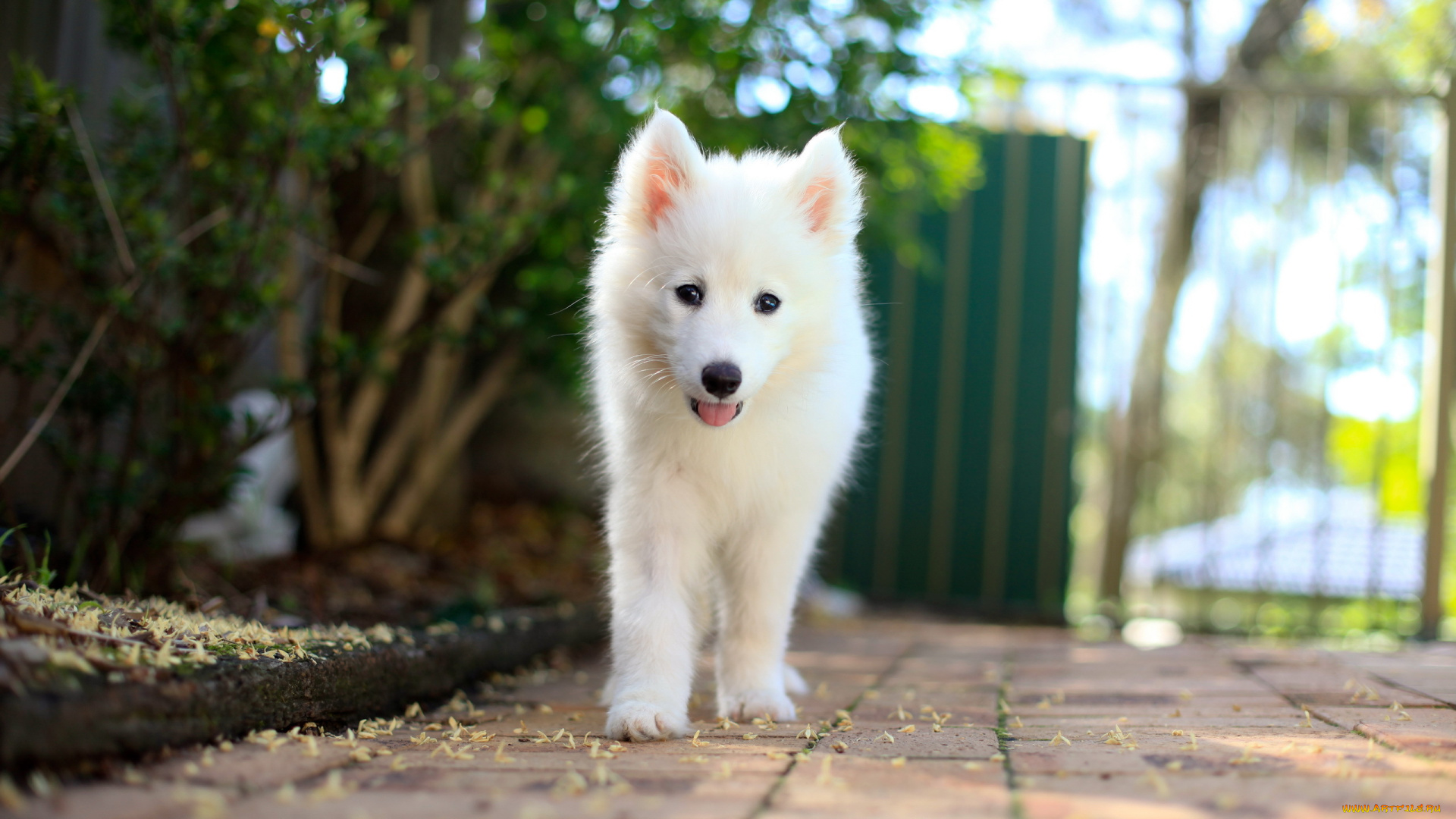 животные, собаки, samoyed, puppy, друг, собака