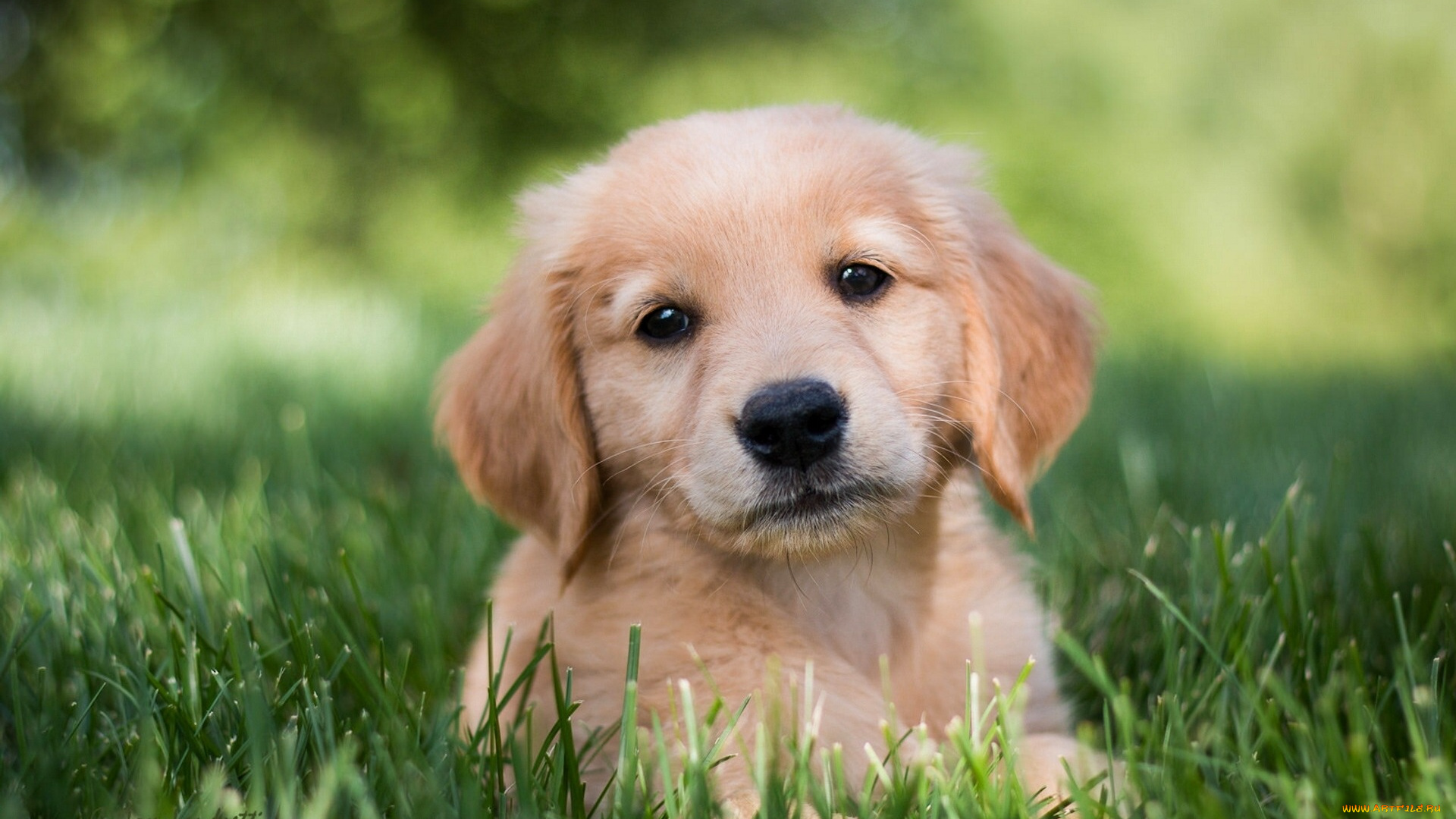 животные, собаки, щенок, собака, голден, ретривер, золотистый, трава, взгляд