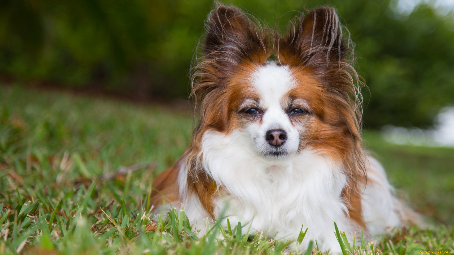животные, собаки, взгляд, собака, папильон, континентальный, той-спаниель