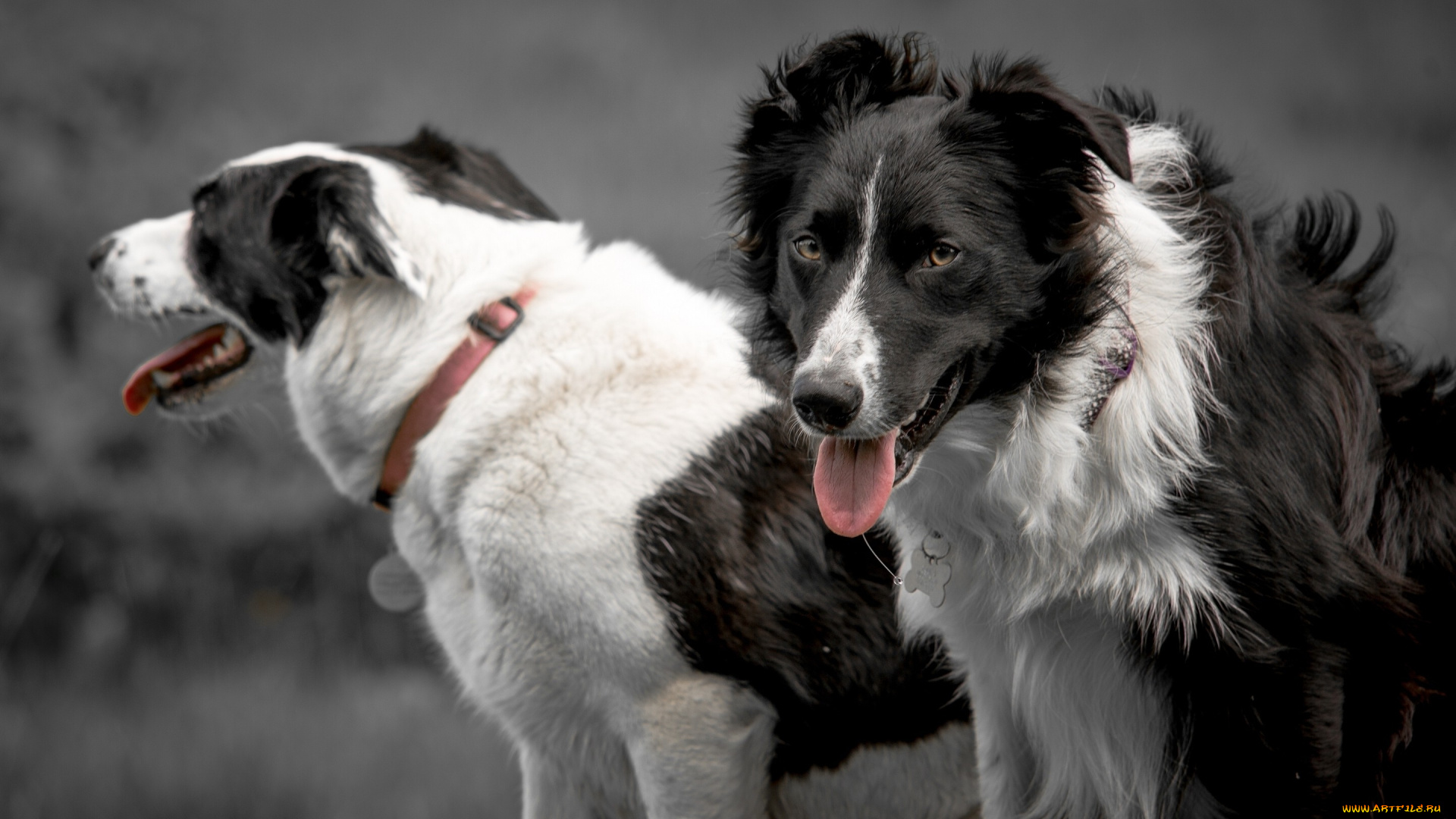 животные, собаки, язык, взгляд, бордер-колли, ошейник