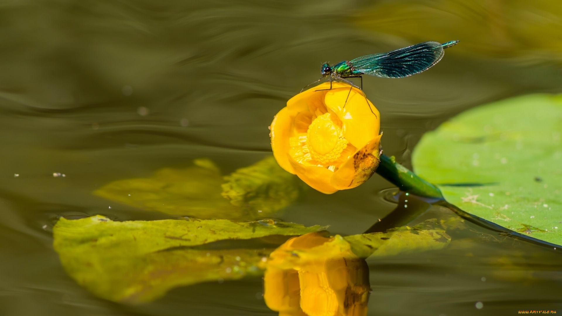 животные, стрекозы, кувшинка, жёлтая, блестящая, красотка, кубышка, стрекоза, макро, вода