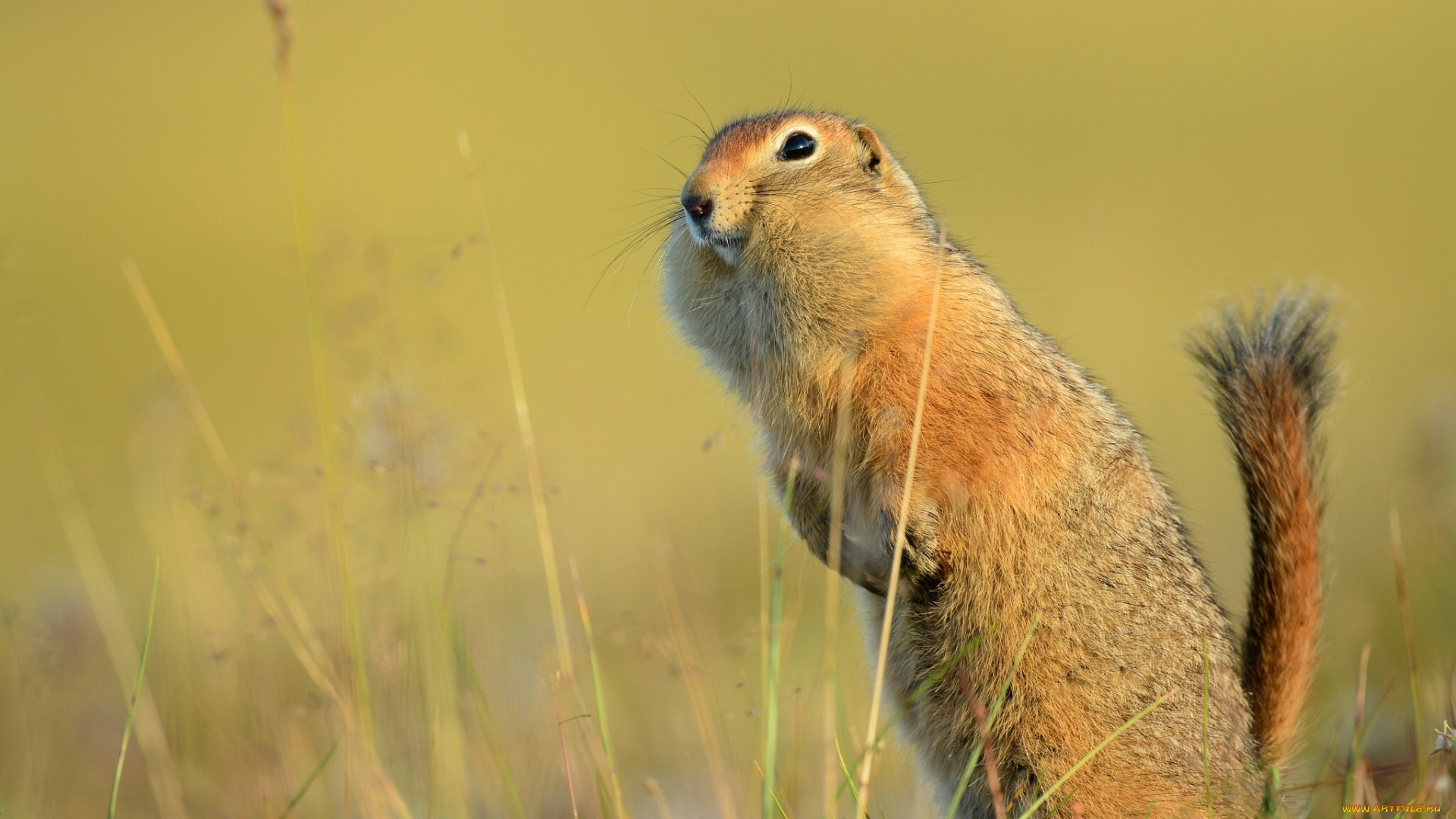животные, суслики, , сурки, смешной, хвост, суслик, стойка, американский