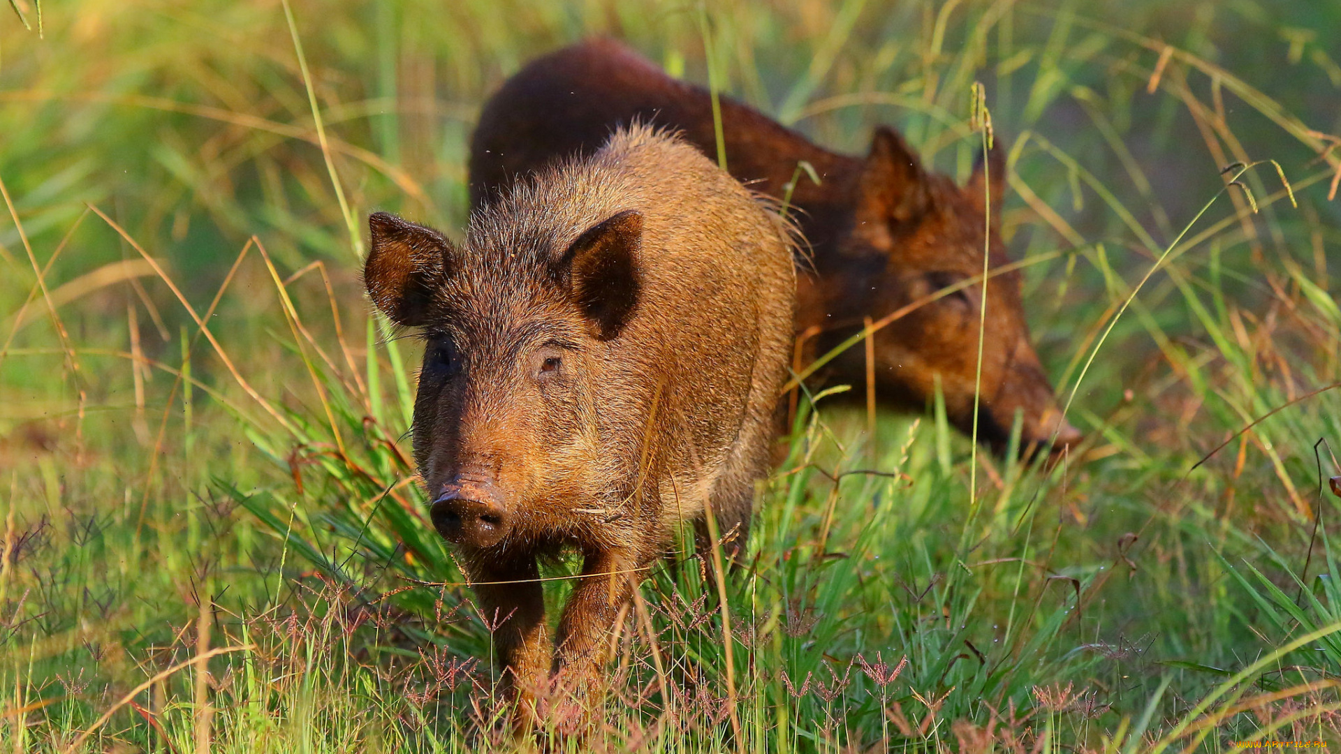 животные, свиньи, , кабаны, кабан