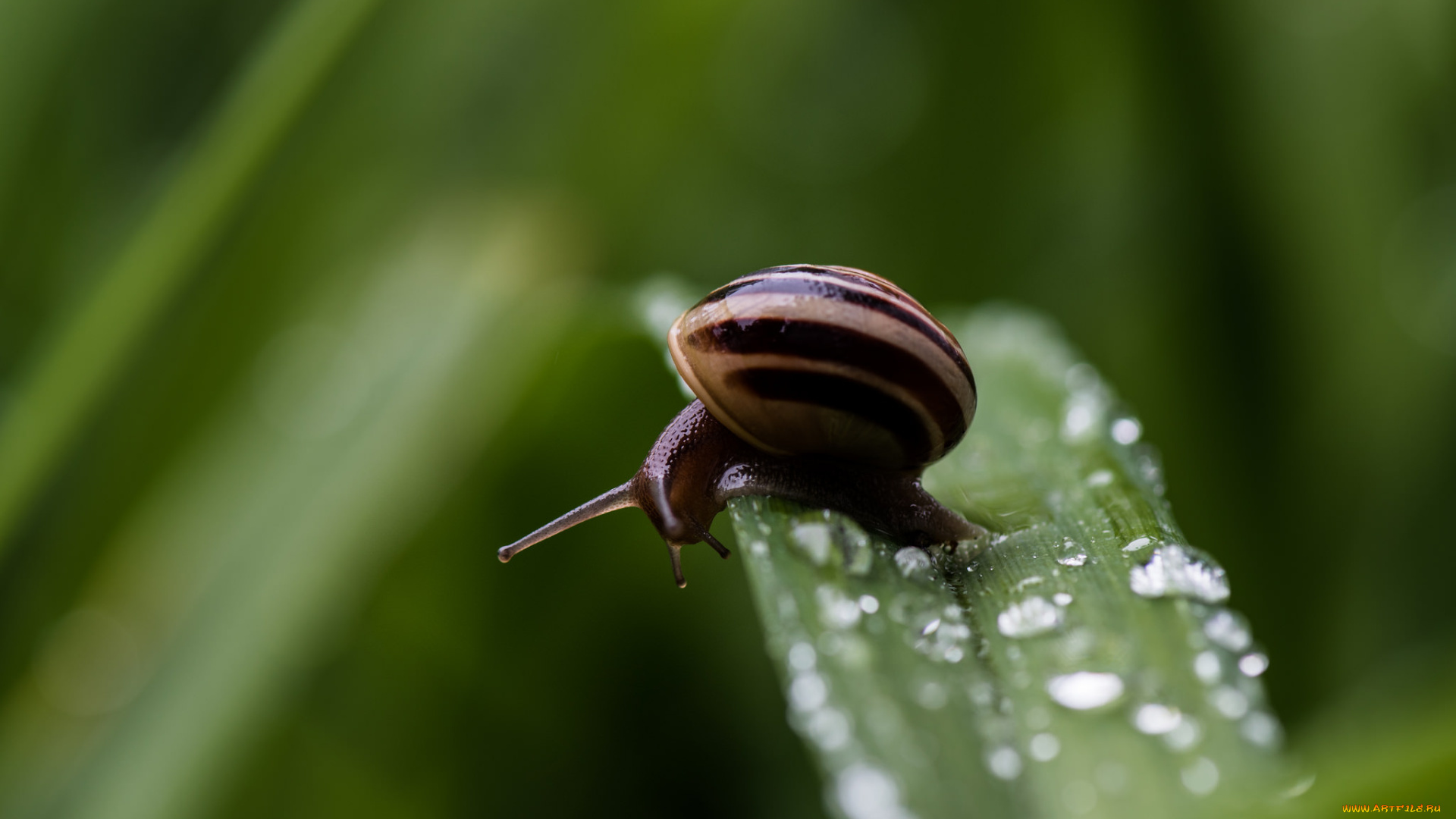 животные, улитки, макро, рожки, панцирь
