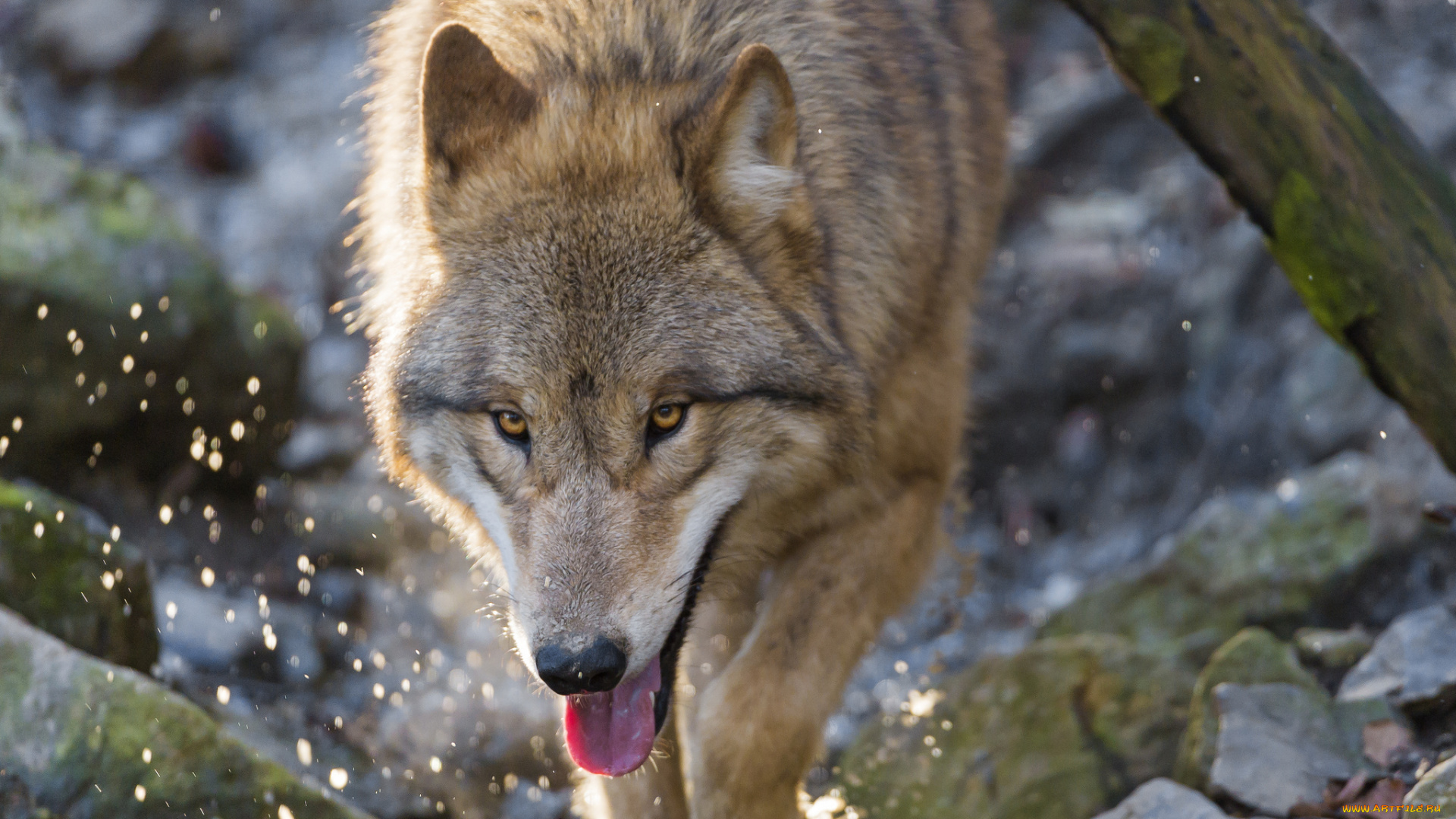 животные, волки, , койоты, , шакалы, брызги, хищник, волк, язык, морда, камни