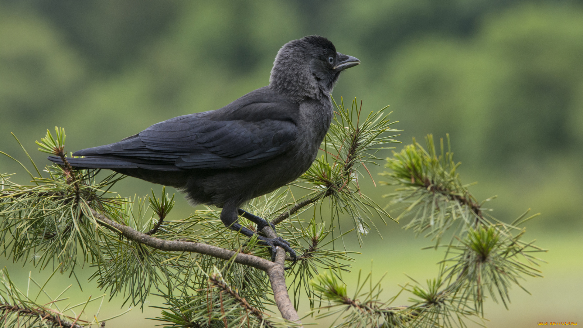 животные, вороны, , грачи, , галки, галка