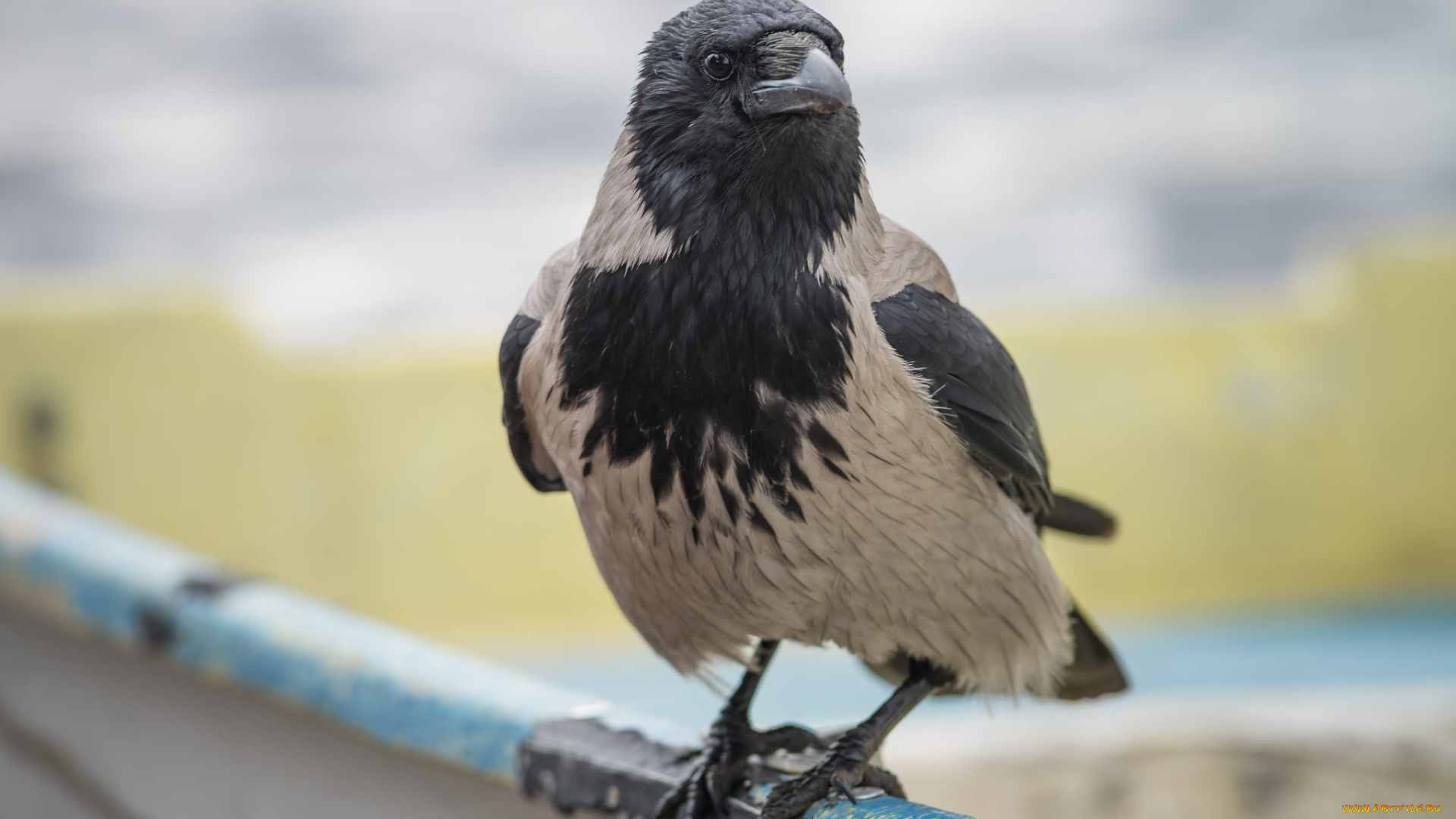 животные, вороны, , грачи, , галки, ворона