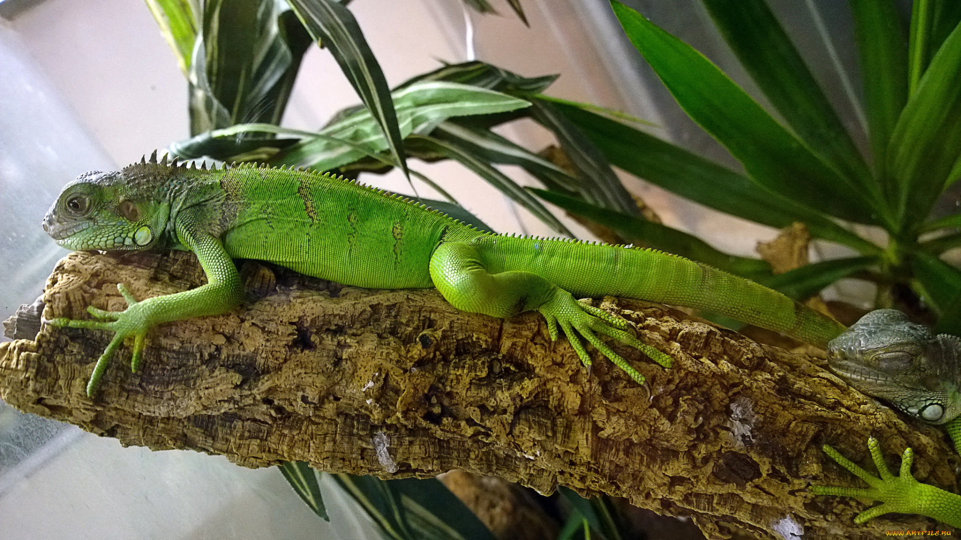 животные, Ящерицы, , игуаны, , вараны, игуана