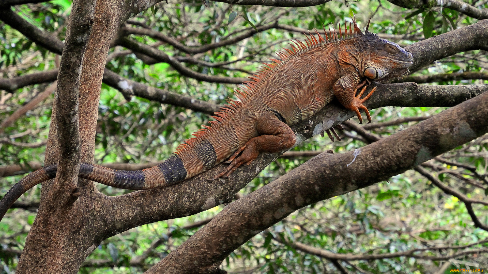 животные, Ящерицы, , игуаны, , вараны, игуана