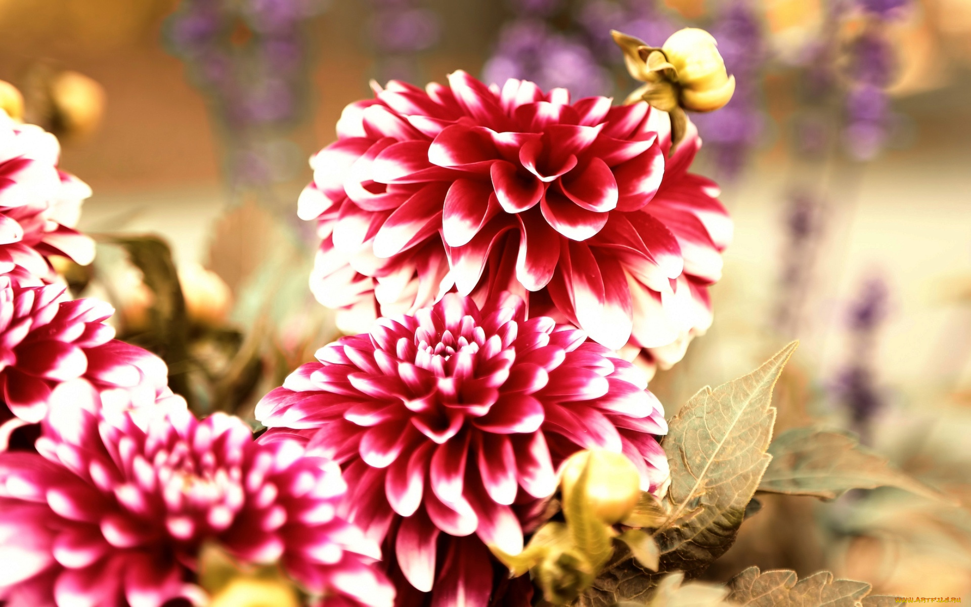 цветы, георгины, природа, лето