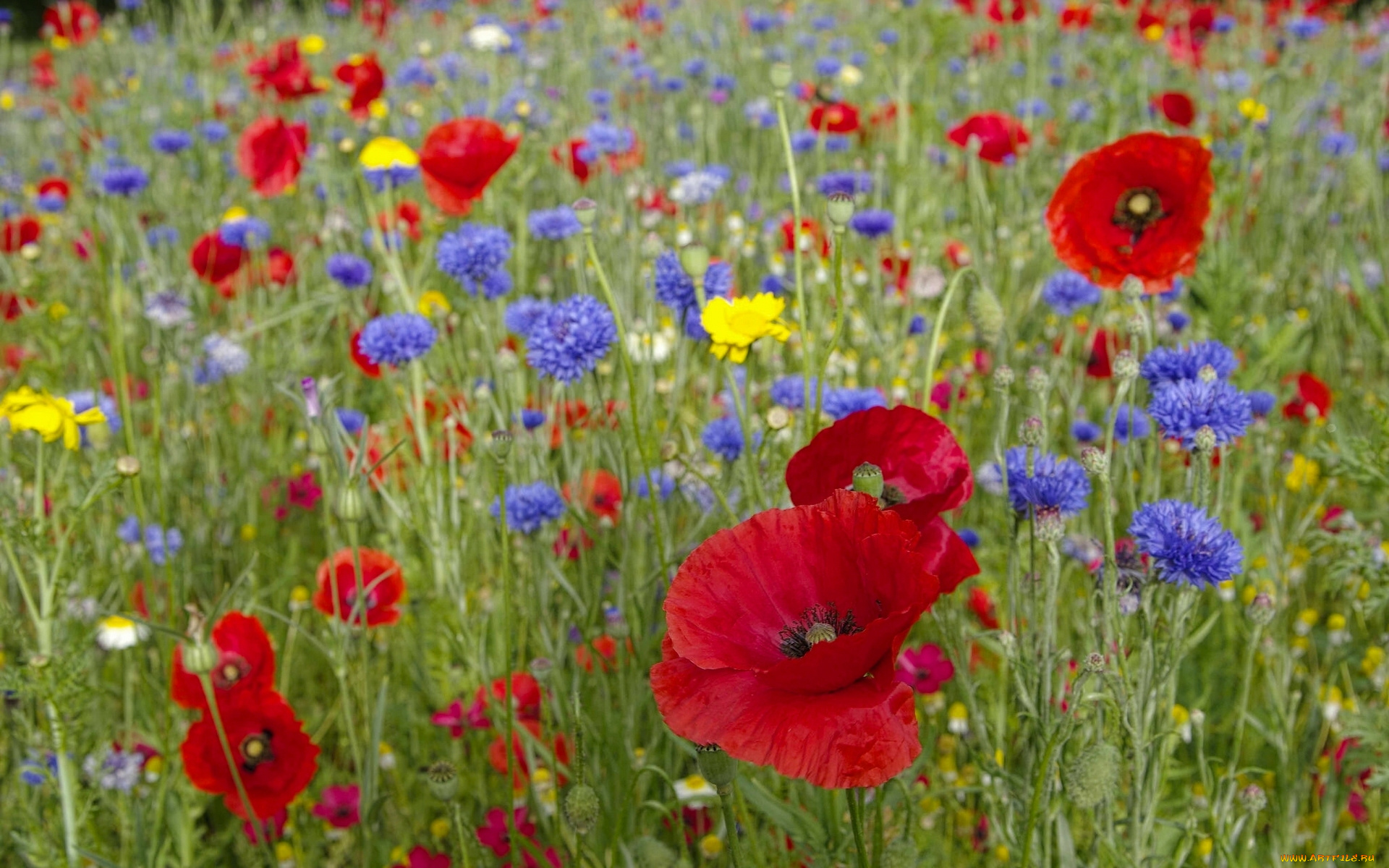 цветы, луговые, , полевые, , цветы, васильки, маки, лето, луг
