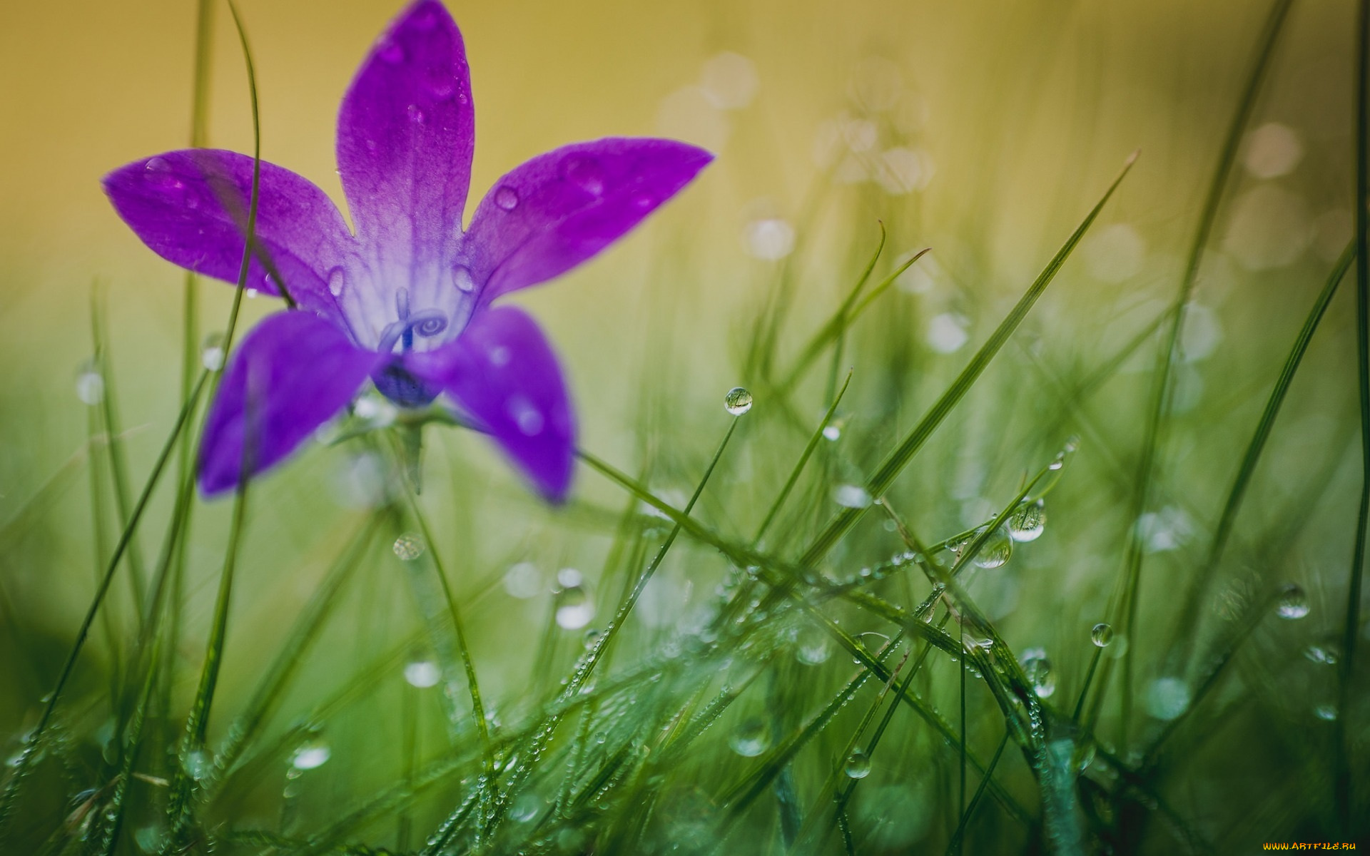 цветы, сиреневый, цветок, макро, роса, трава