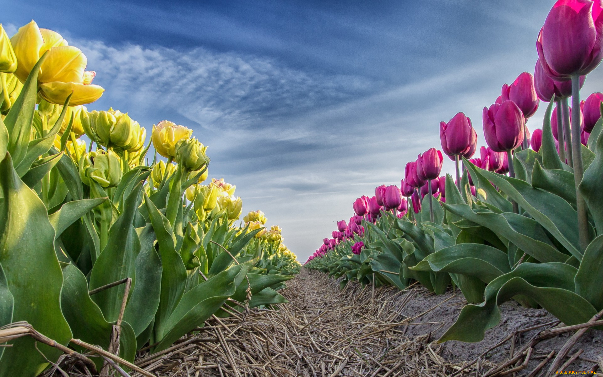 цветы, тюльпаны, природа