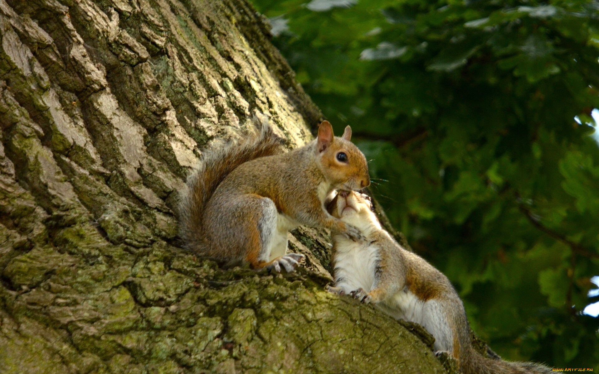 животные, белки, дерево, любовь, беличья, кора, влюблённые, парочка