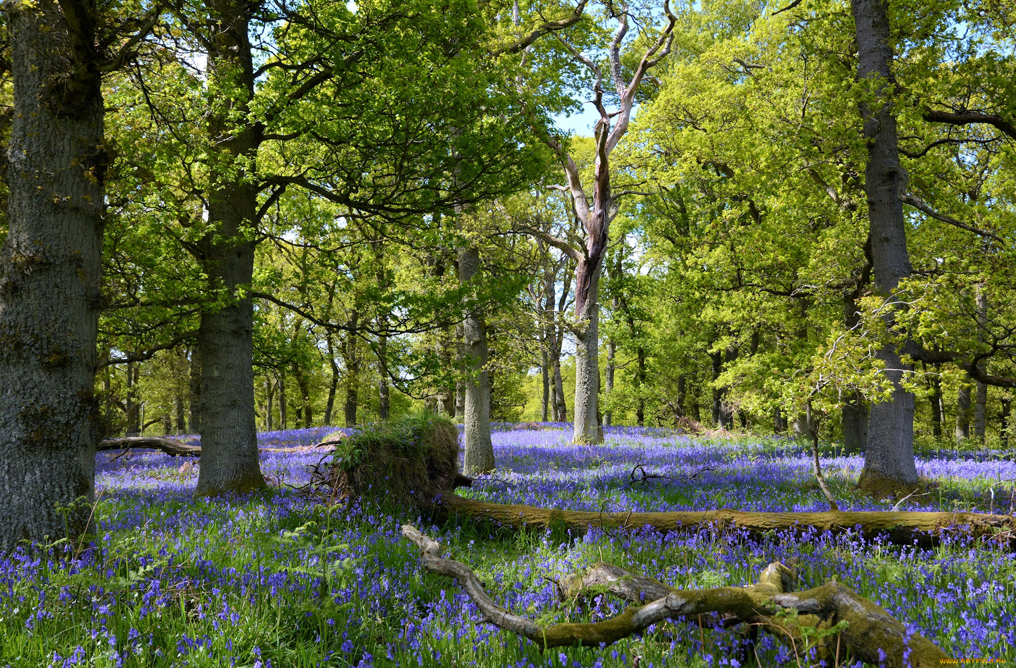 природа, лес, деревья, трава, цветы