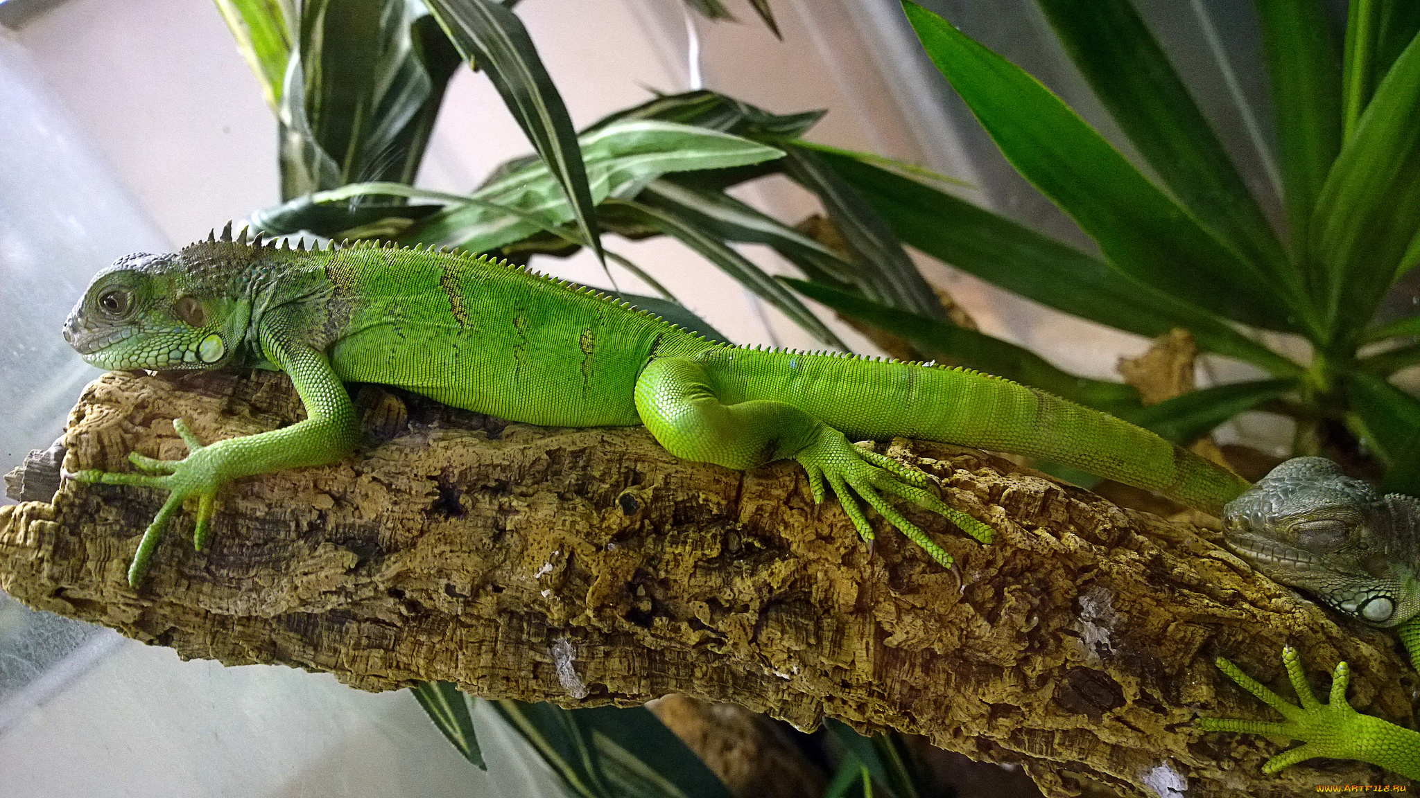 животные, Ящерицы, , игуаны, , вараны, игуана