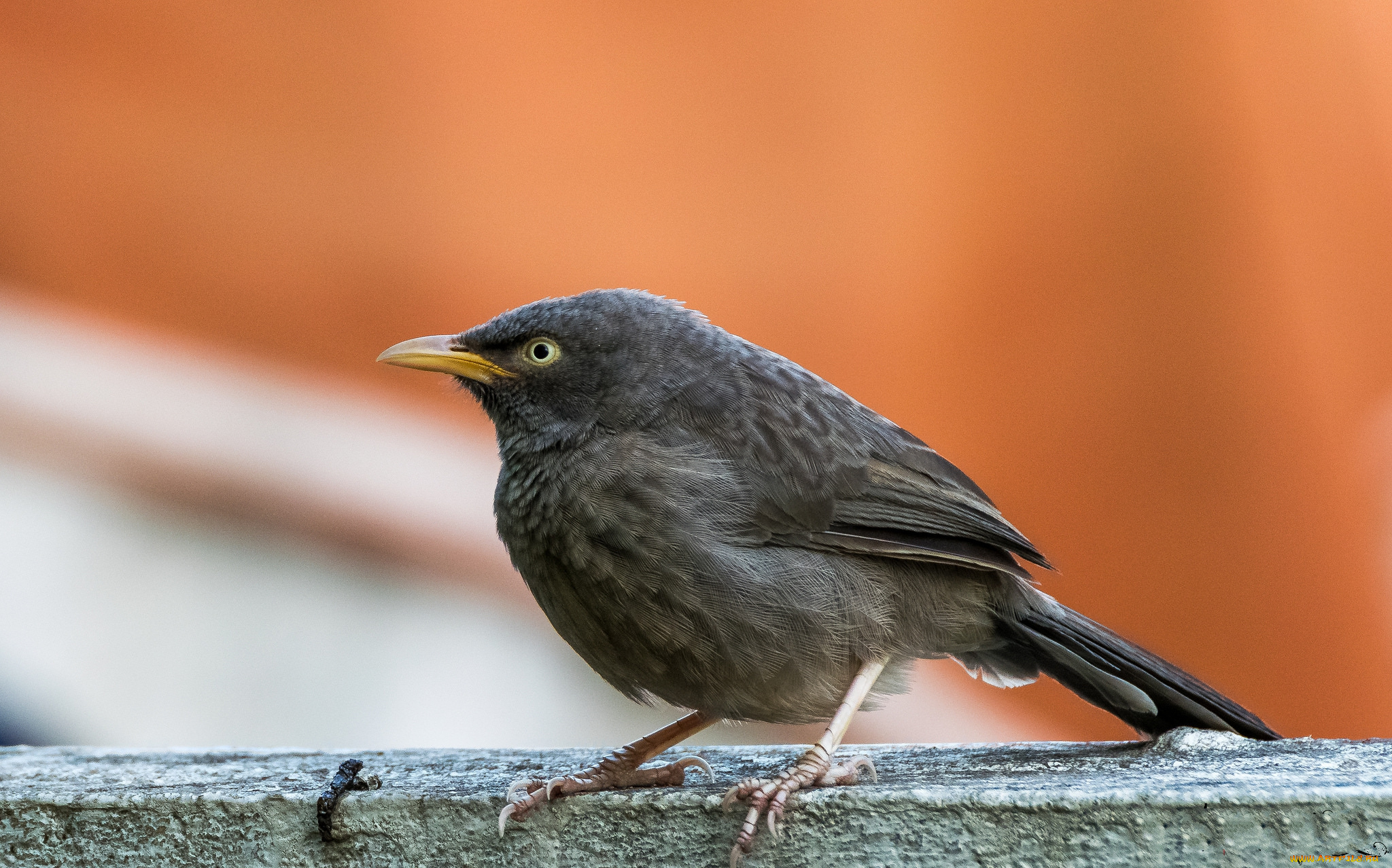 животные, птицы, птичка