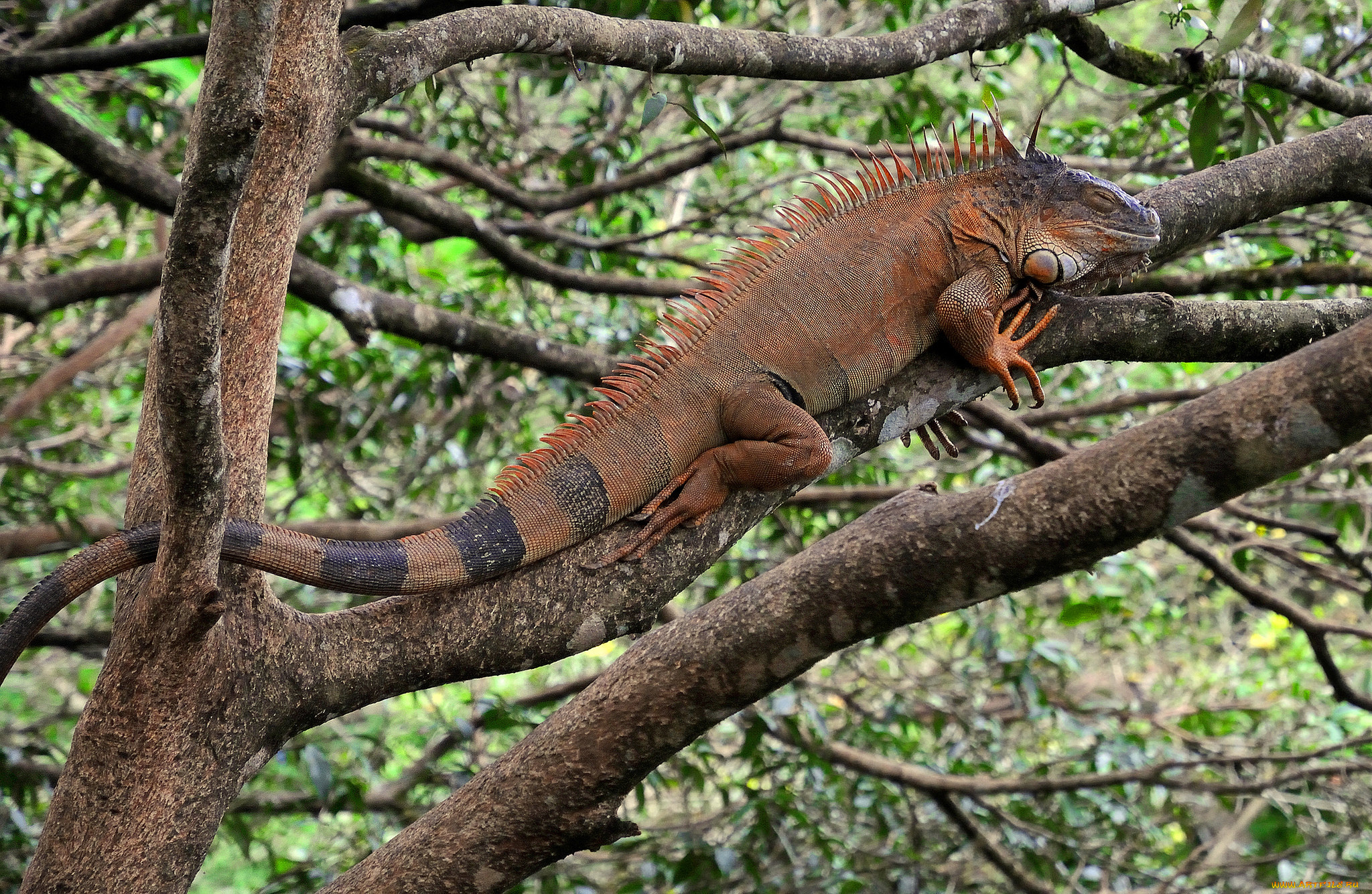 животные, Ящерицы, , игуаны, , вараны, игуана