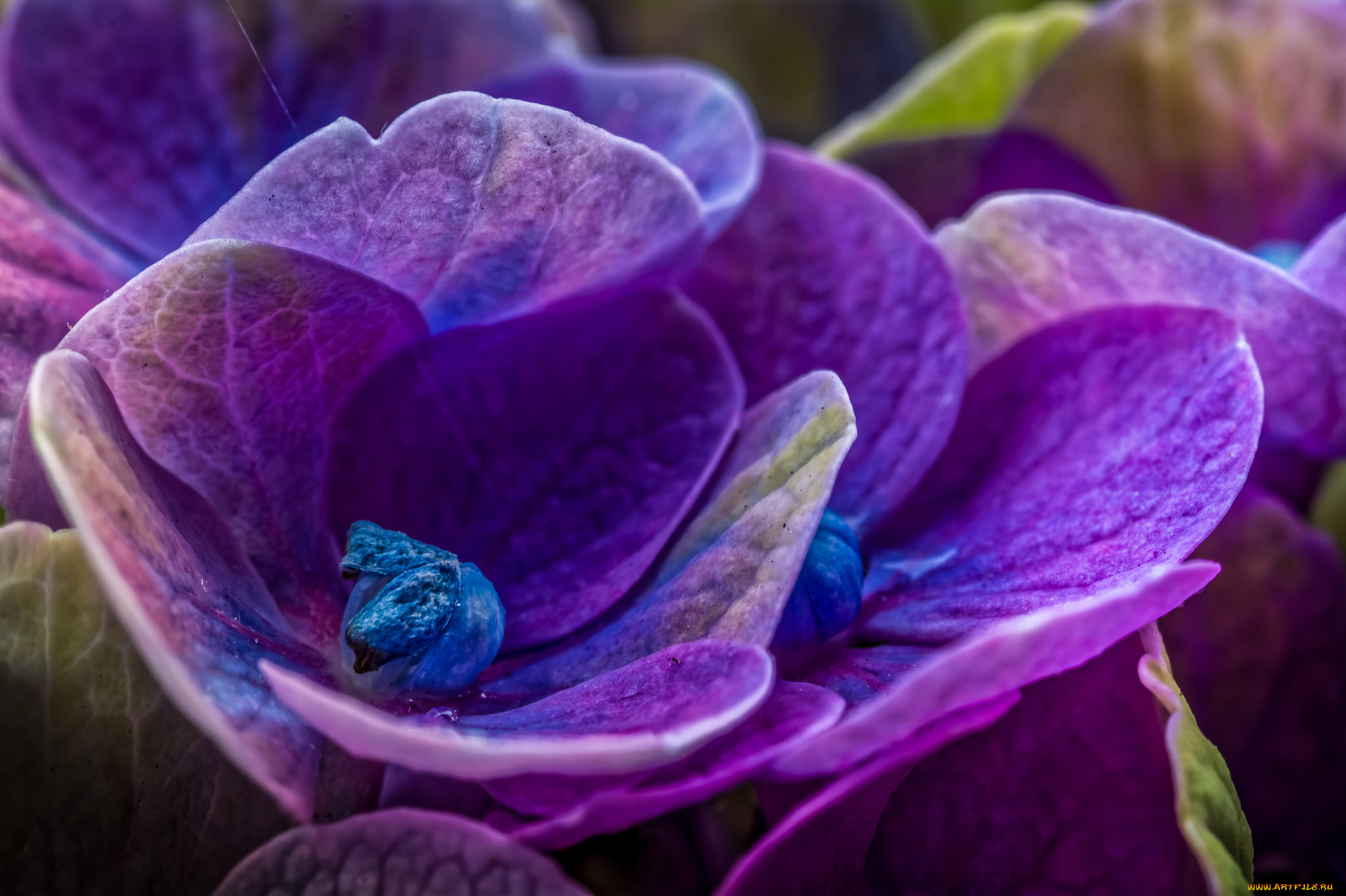 цветы, гортензия, макро