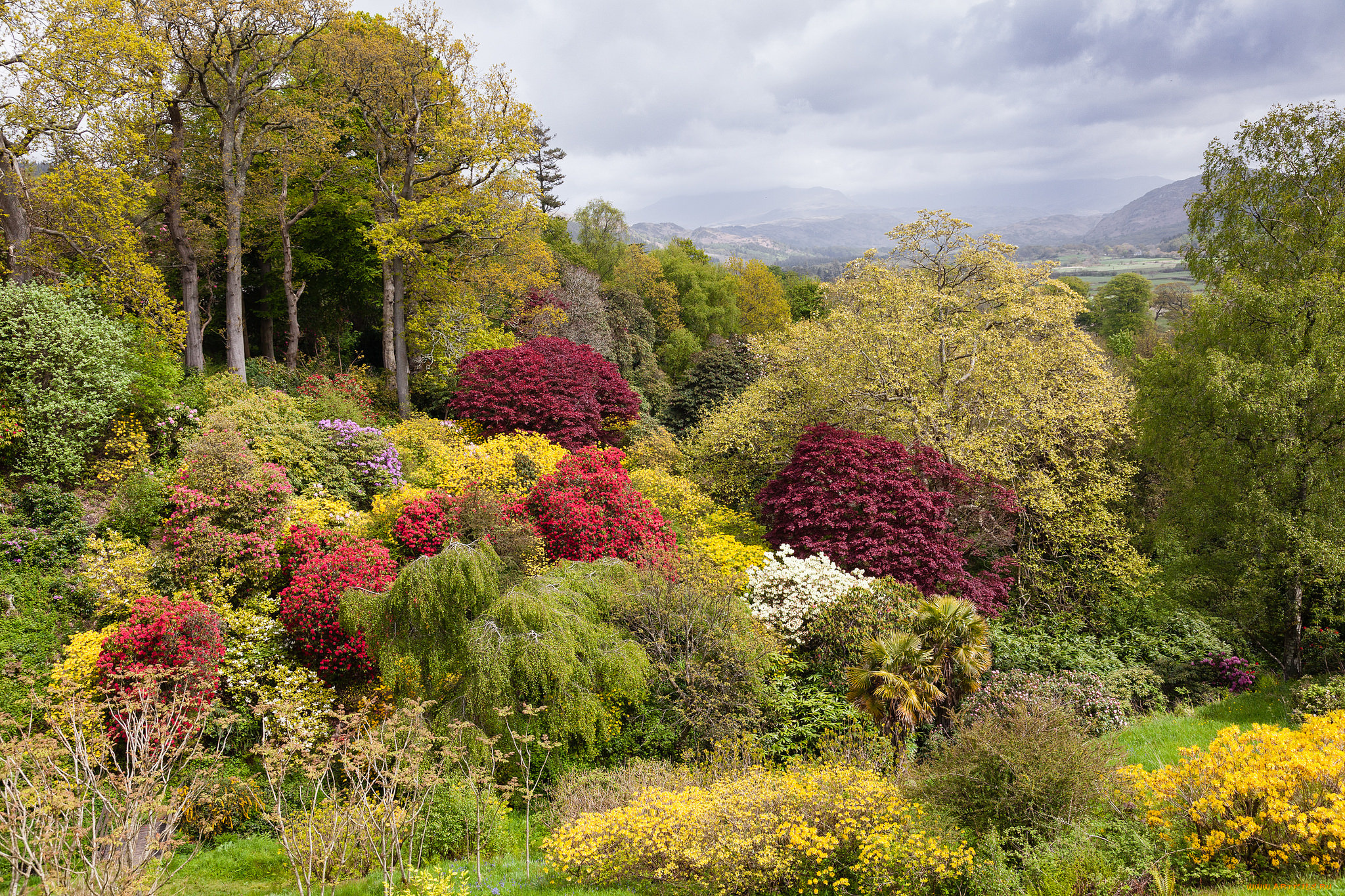 природа, лес, кустарник, деревья
