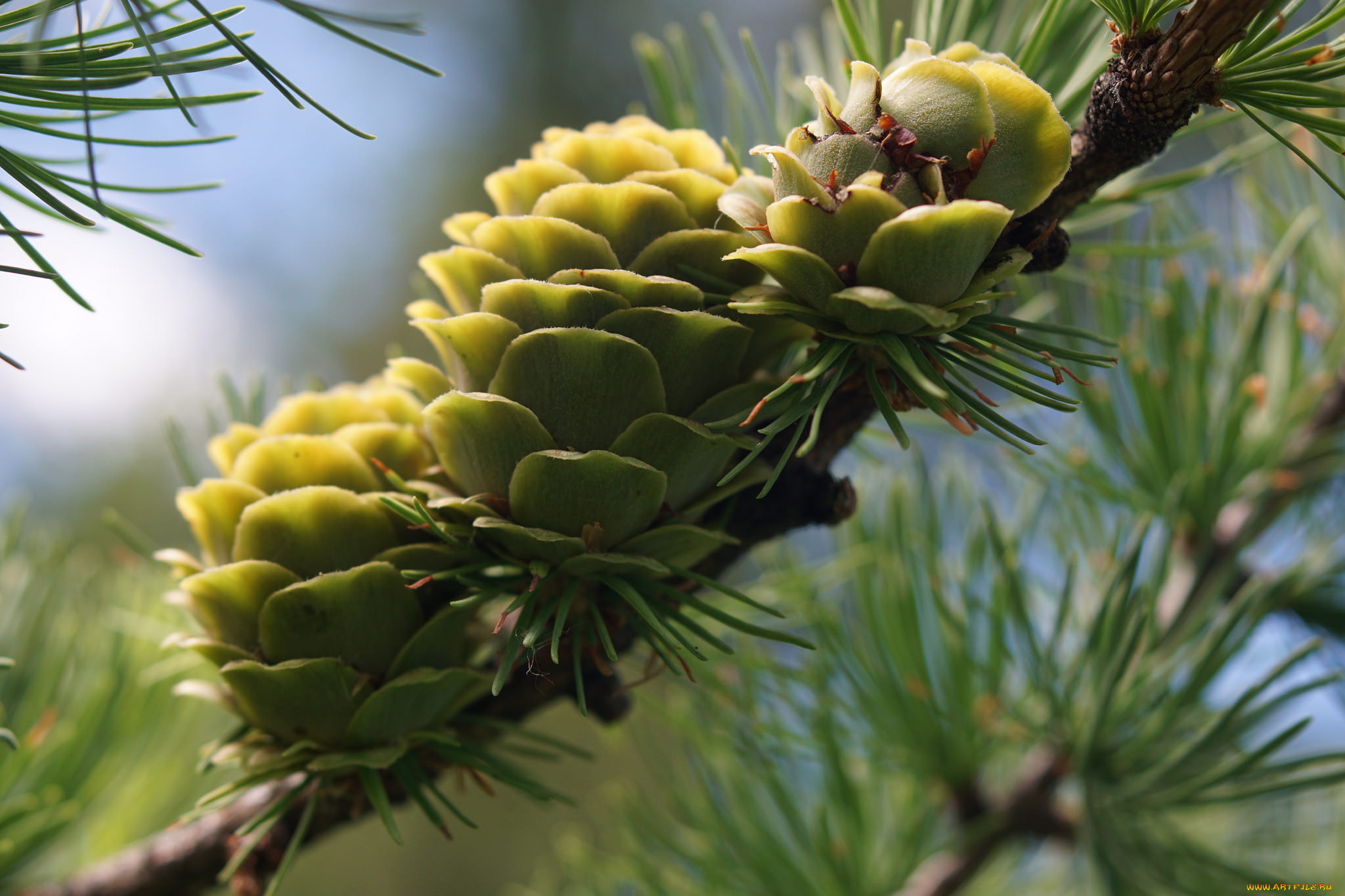 природа, шишки, , жёлуди, , каштаны, ель