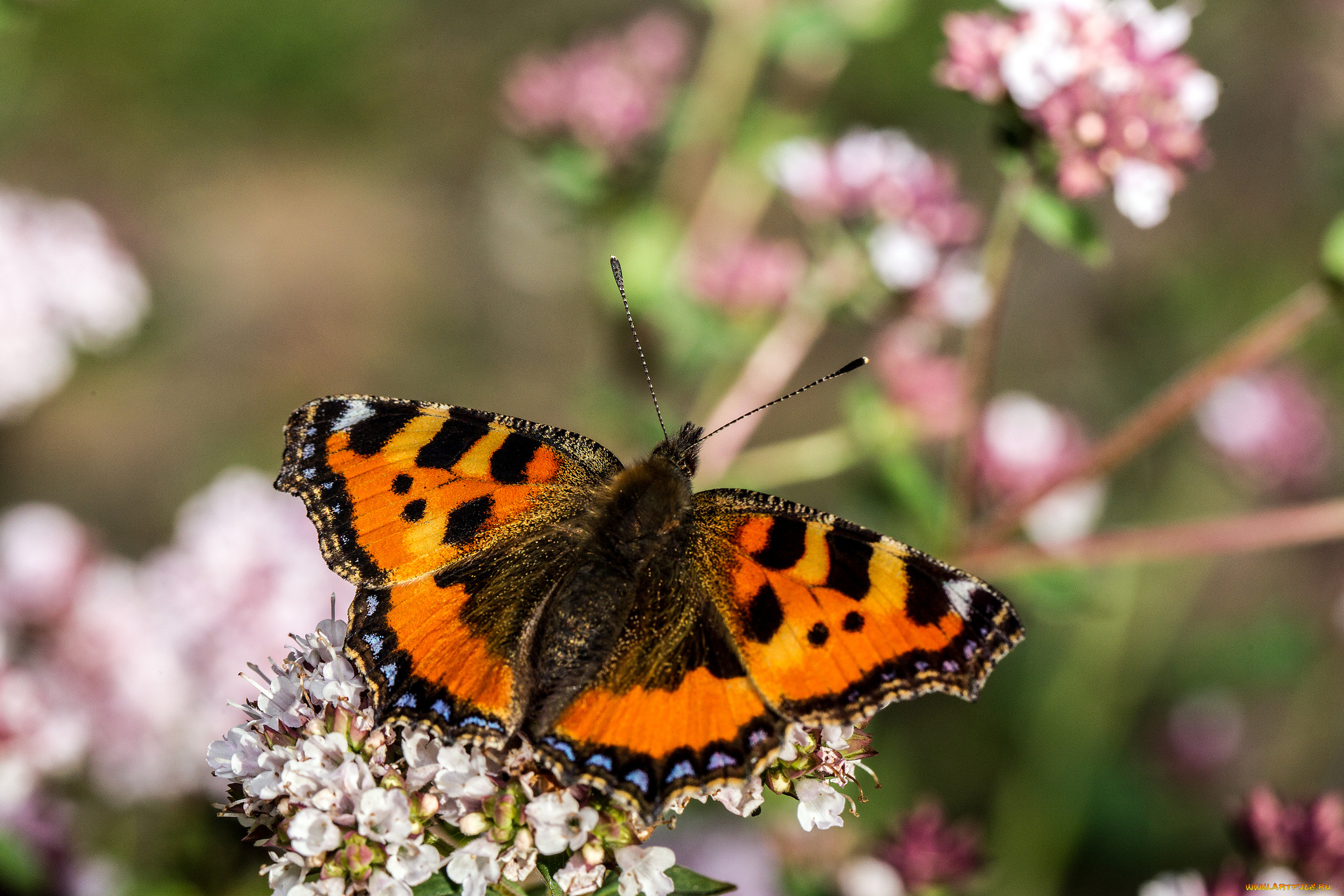 животные, бабочки, , мотыльки, , моли, бабочка