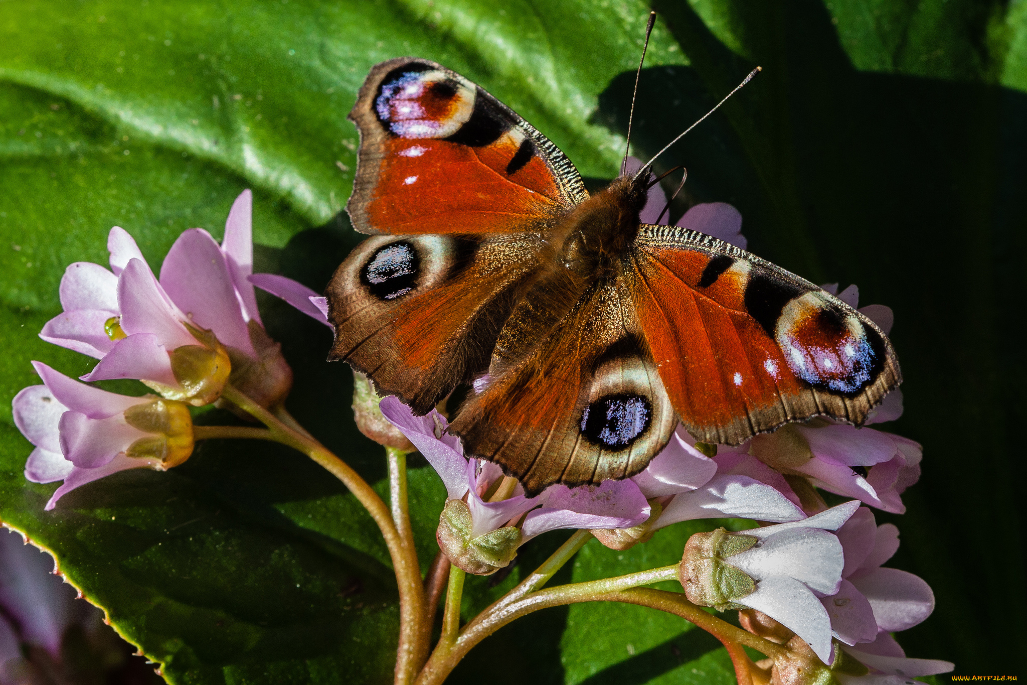 животные, бабочки, , мотыльки, , моли, бабочка