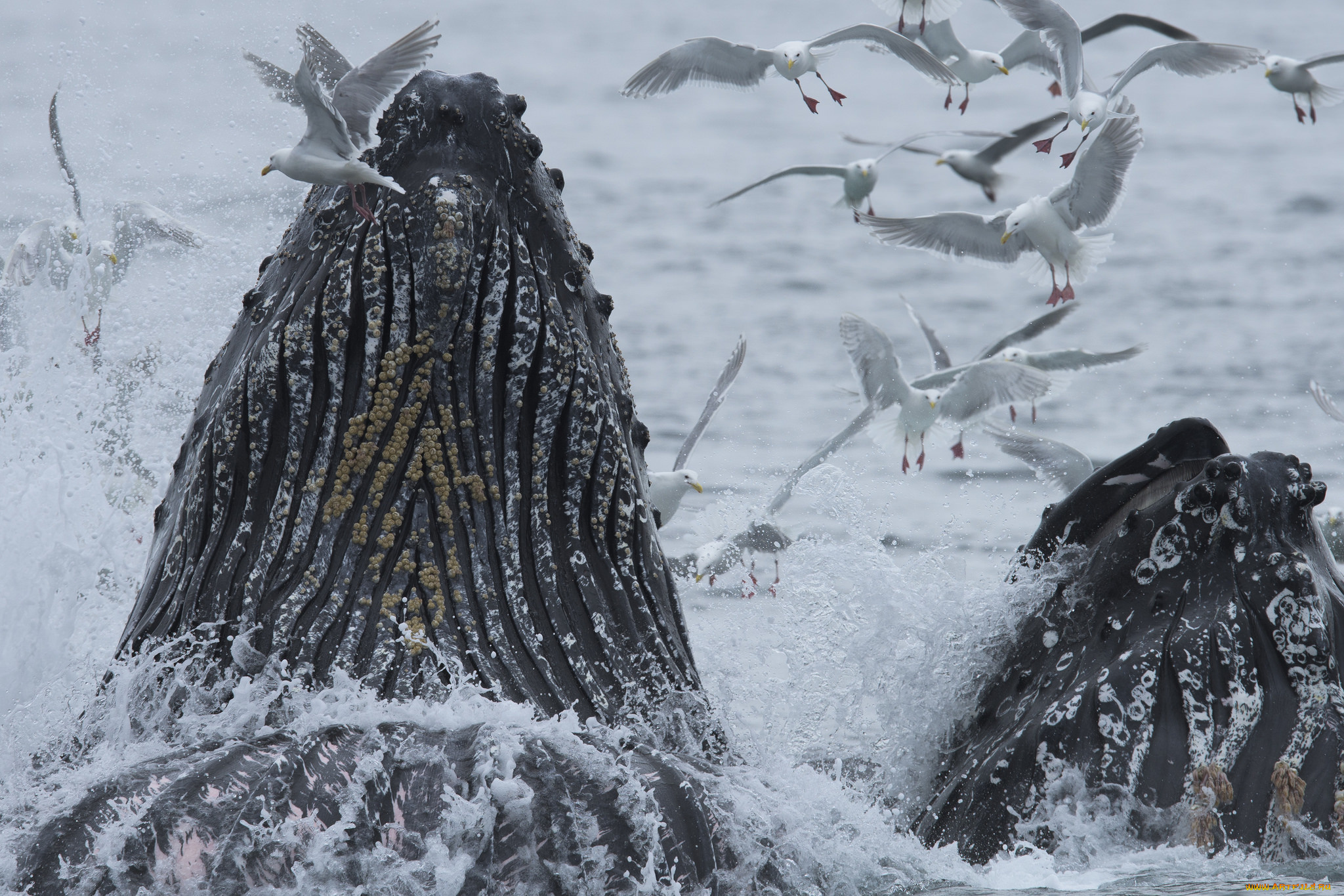 животные, киты, , кашалоты, птицы, аляска, океан, тихий, чайки, горбатый, кит