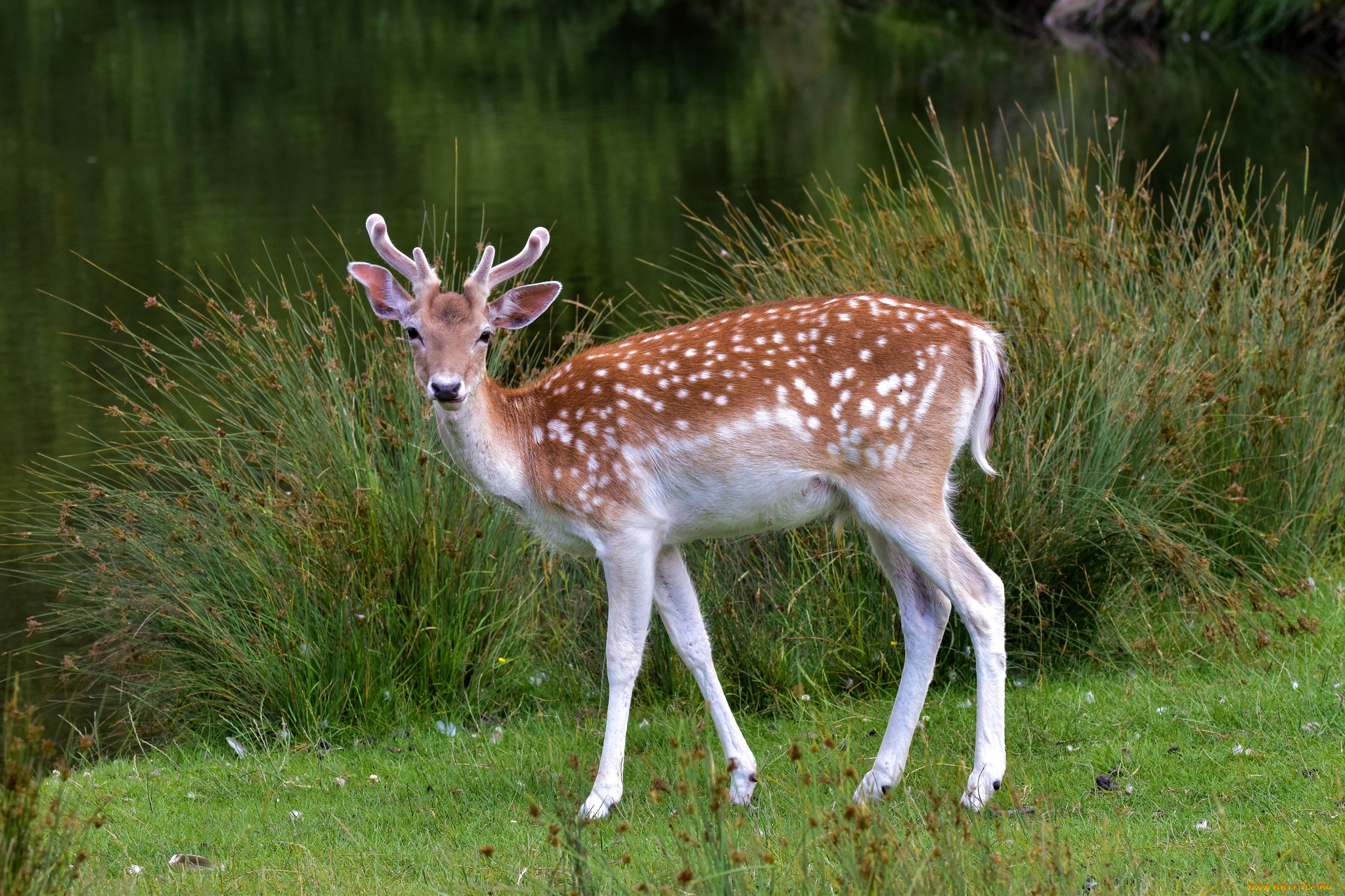 животные, олени, олень, пятнистый